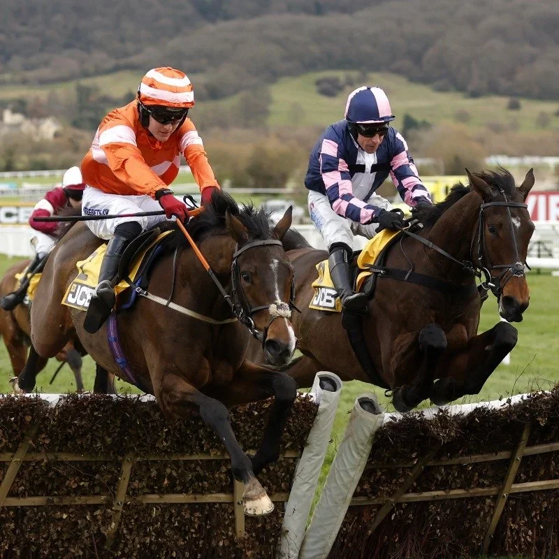 Cheltenham Winner