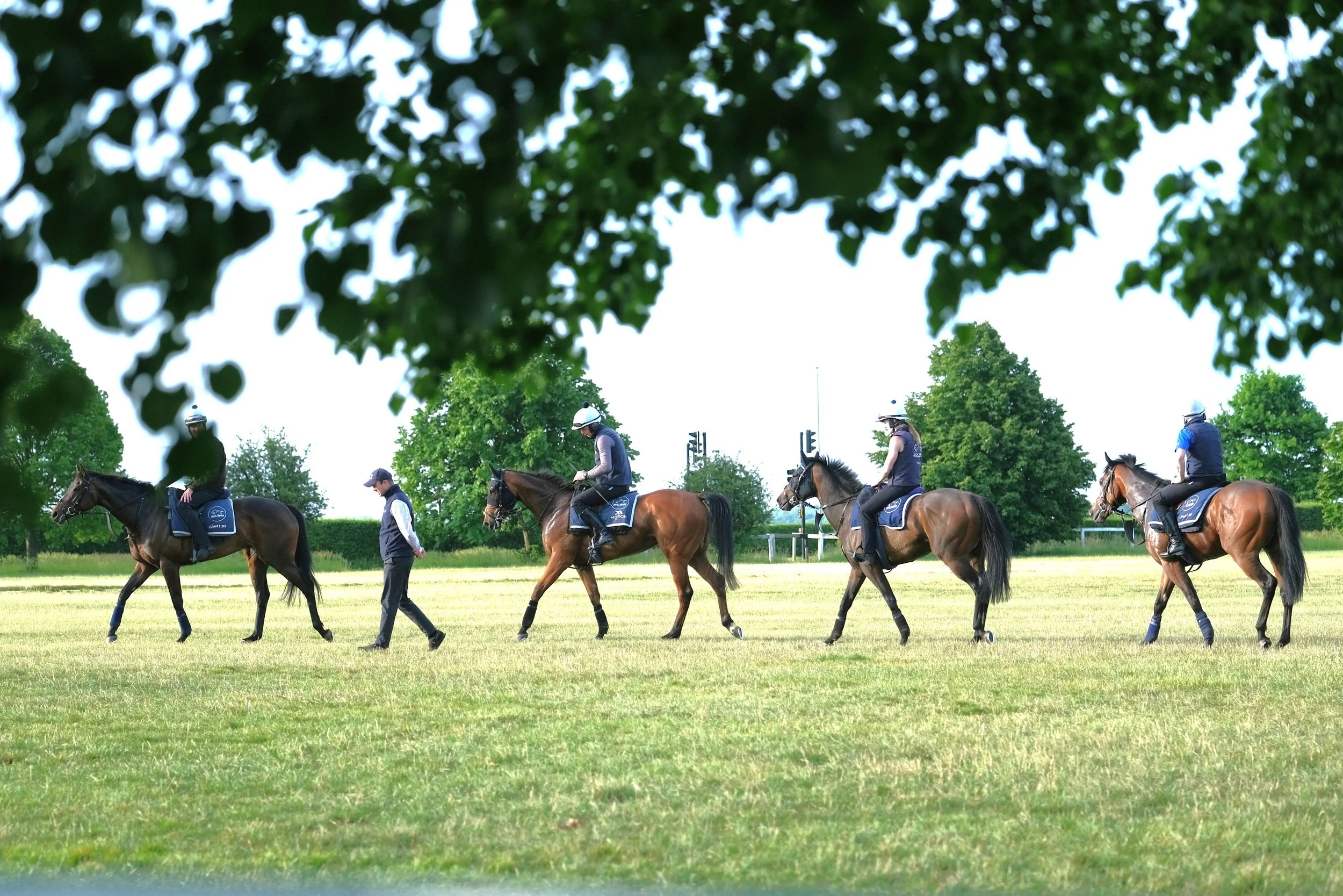 jack-jones-racing-racehorses-walking-on-grass-training-ground-135.jpg