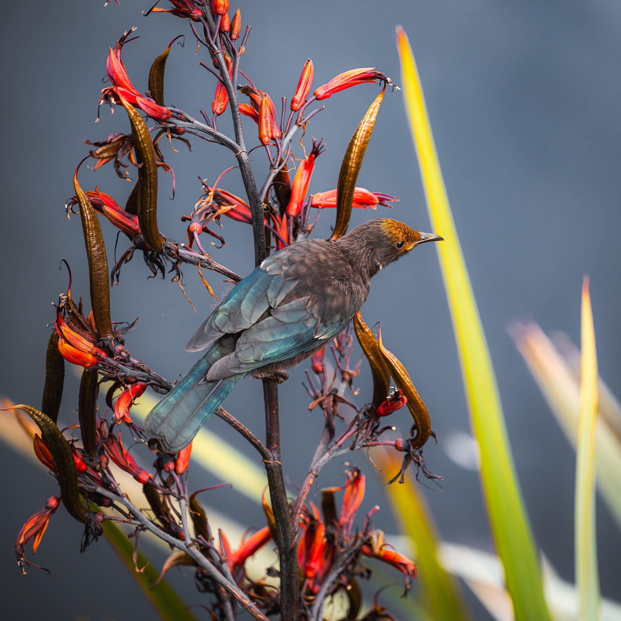 DSC_3351-2.jpg