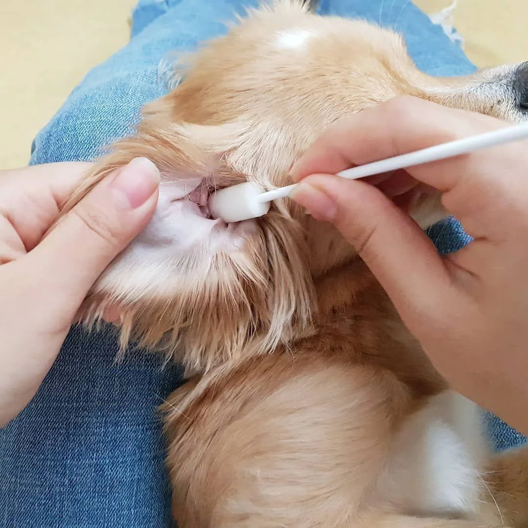 Ear Cleaning Cat and Dog