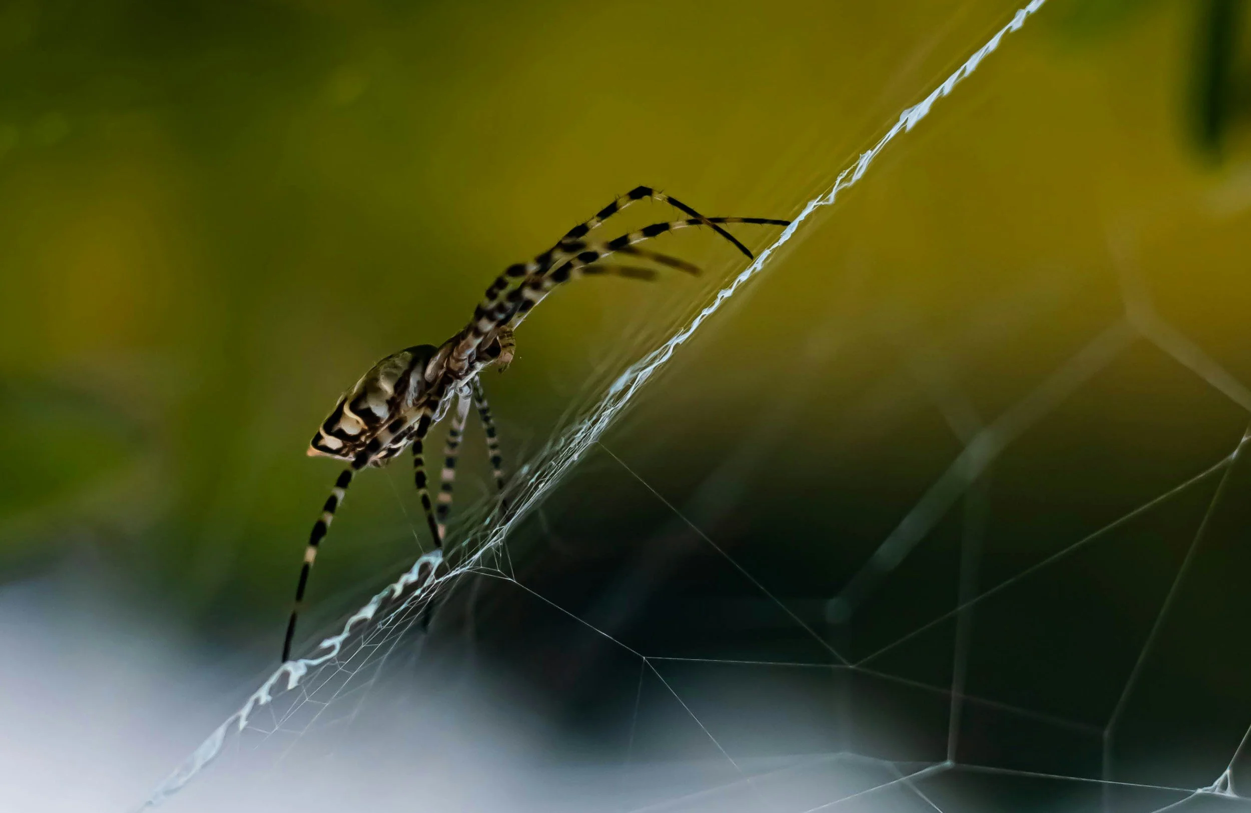 Close-up of a spider on a web with a blurred green and yellow background.