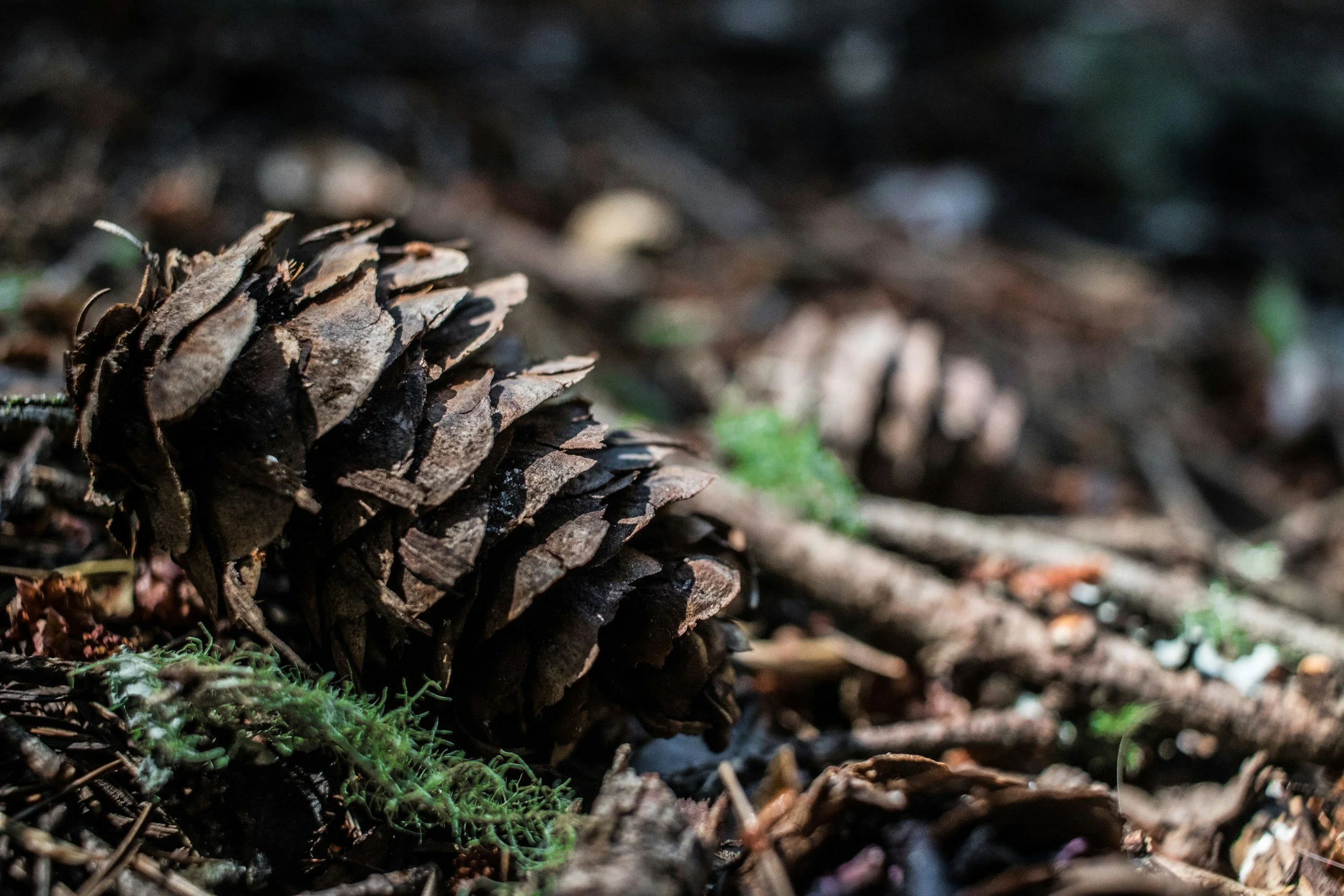 Close-up of a pine cone on the forest floor among dirt, small plants, and moss.