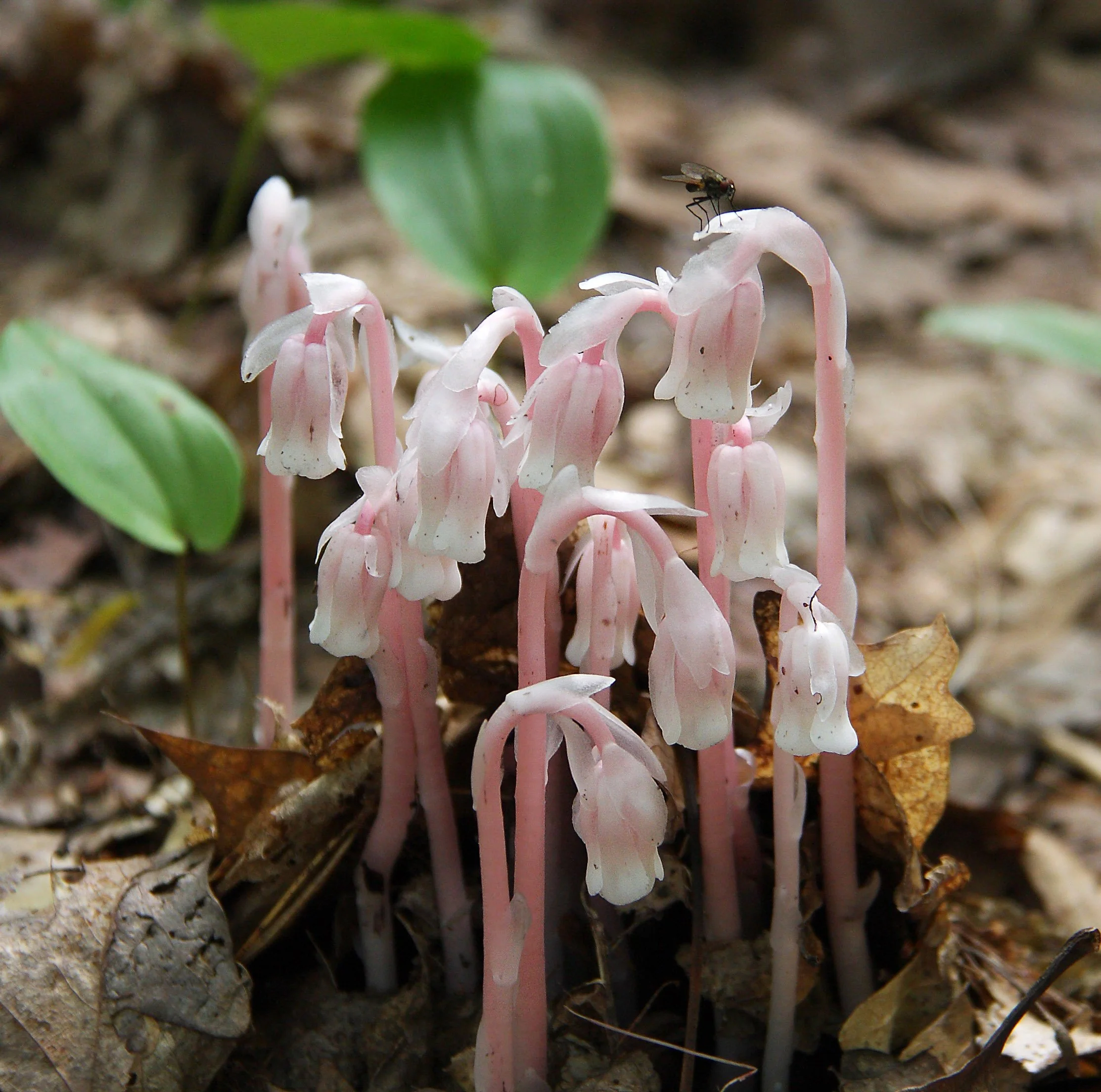 Close-up of pink and white ghost pipe ephemerals growing in soil with some rock and leaf debris.