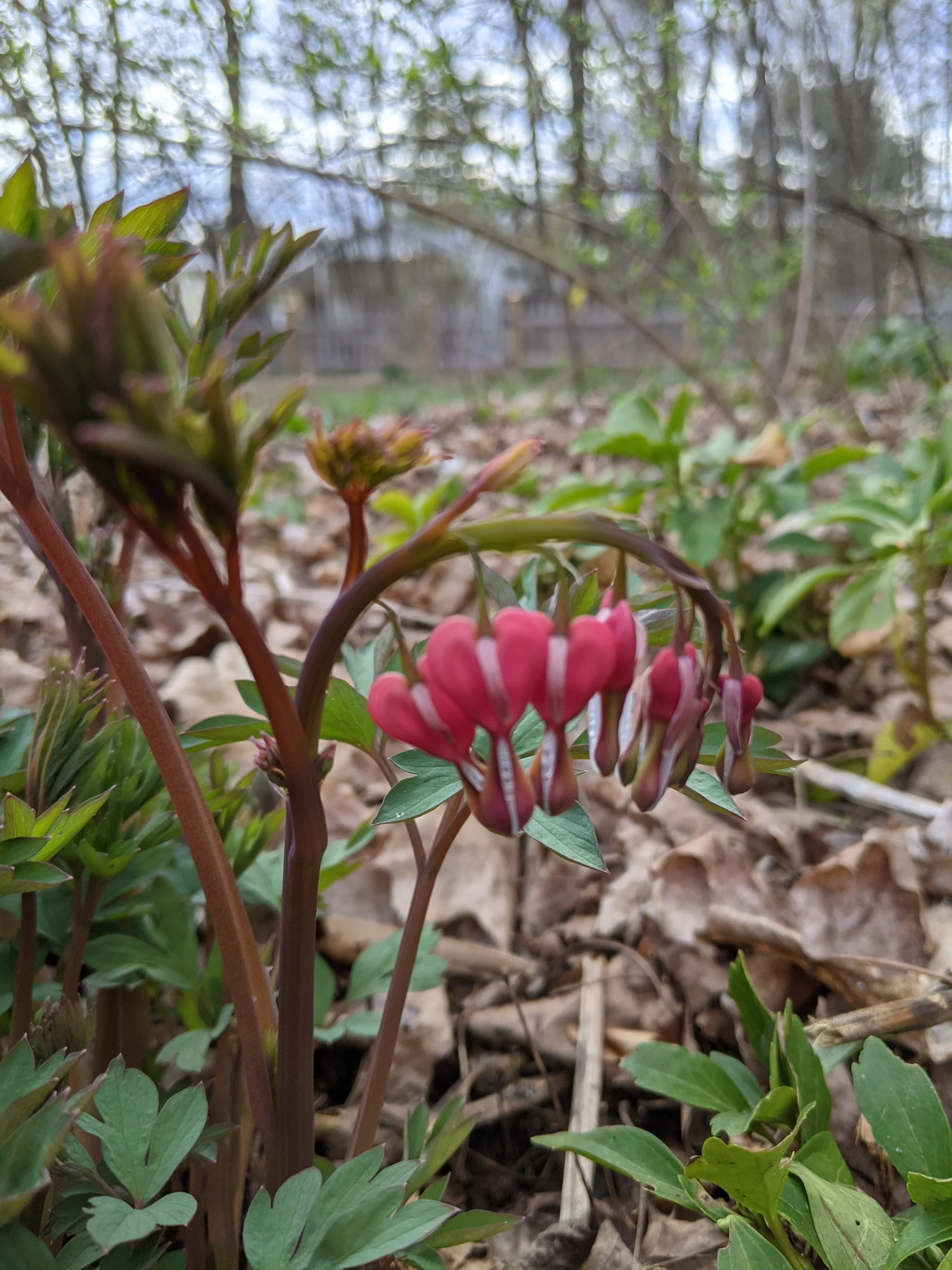 Close-up of the pink and white flowers of a bleeding heart, with trees in the background.
