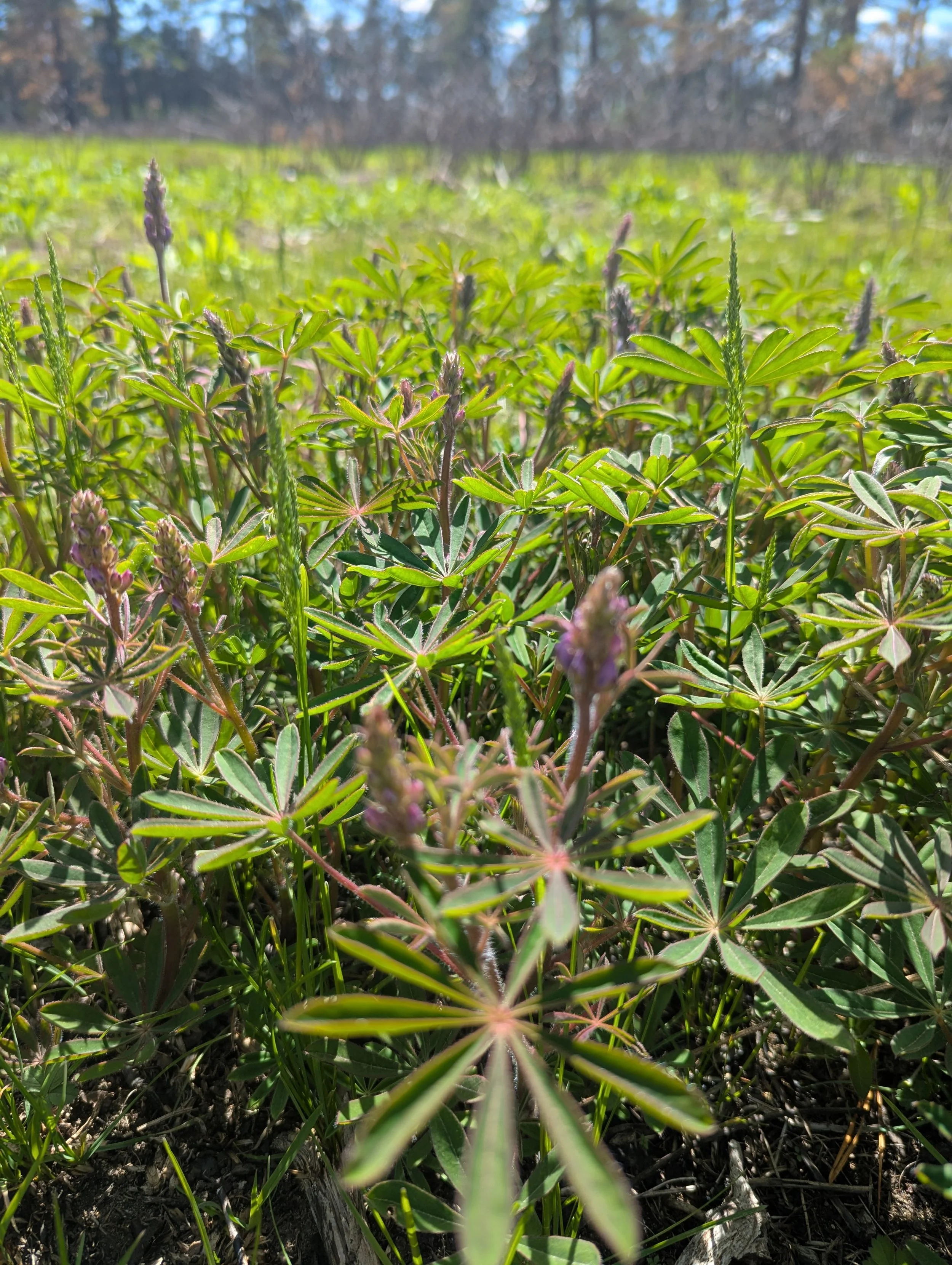 Close-up of purple wild lupine flowers in the midst of a grassy field in the Montague sand plains.
