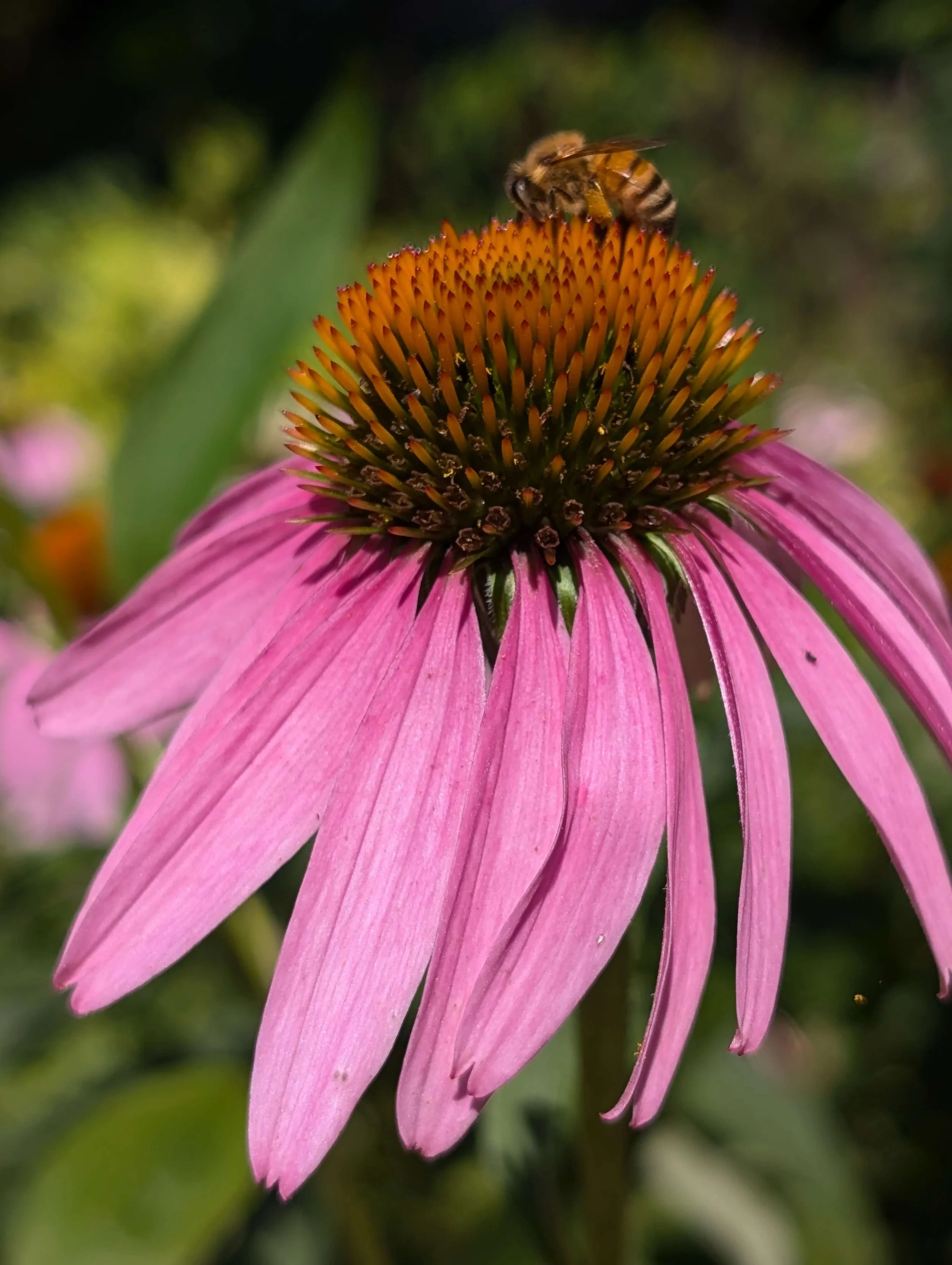 A bee on a pink coneflower, collecting nectar with blurred green foliage in the background.