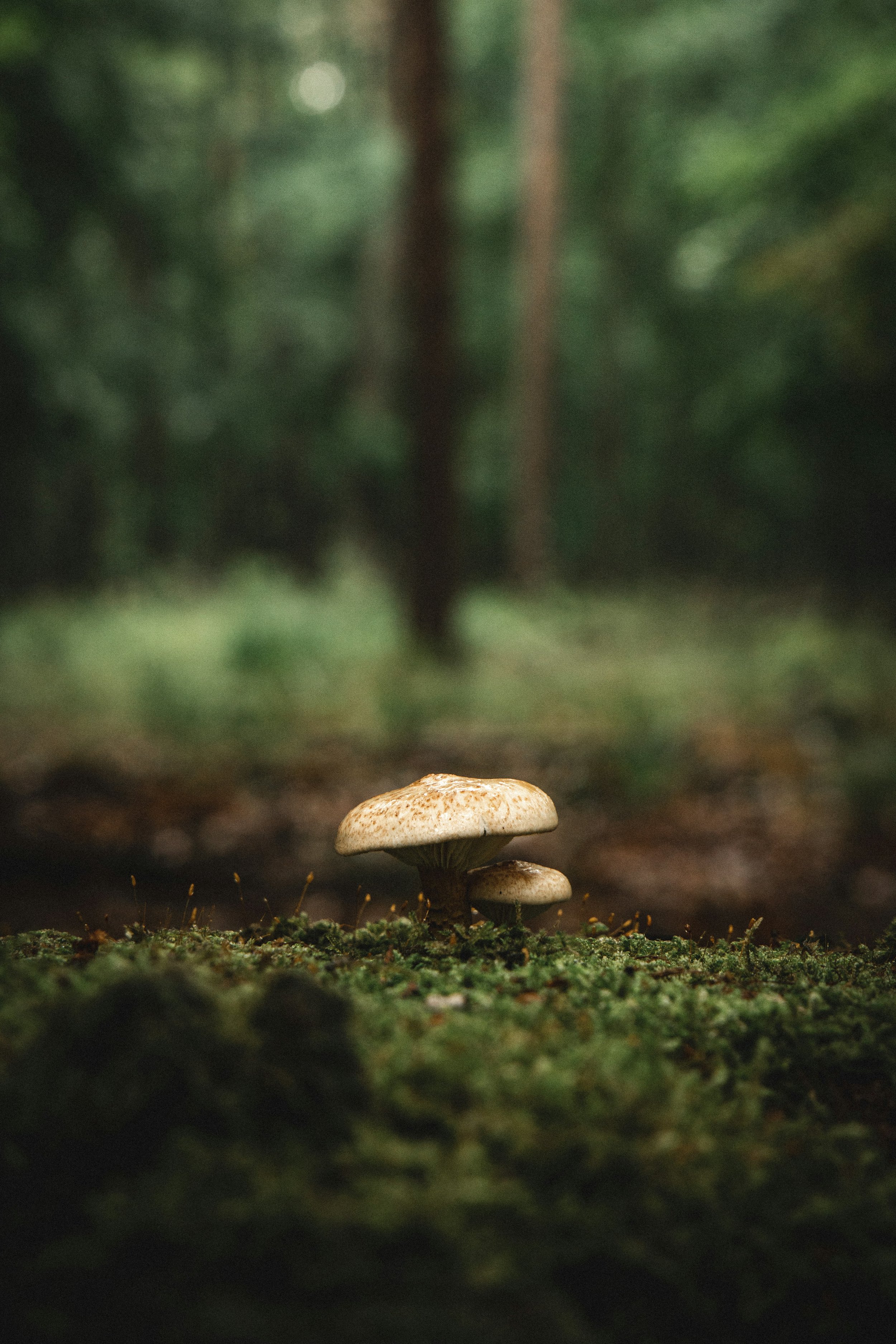 Close-up of small mushrooms growing on a mossy forest floor with blurred green foliage in the background.