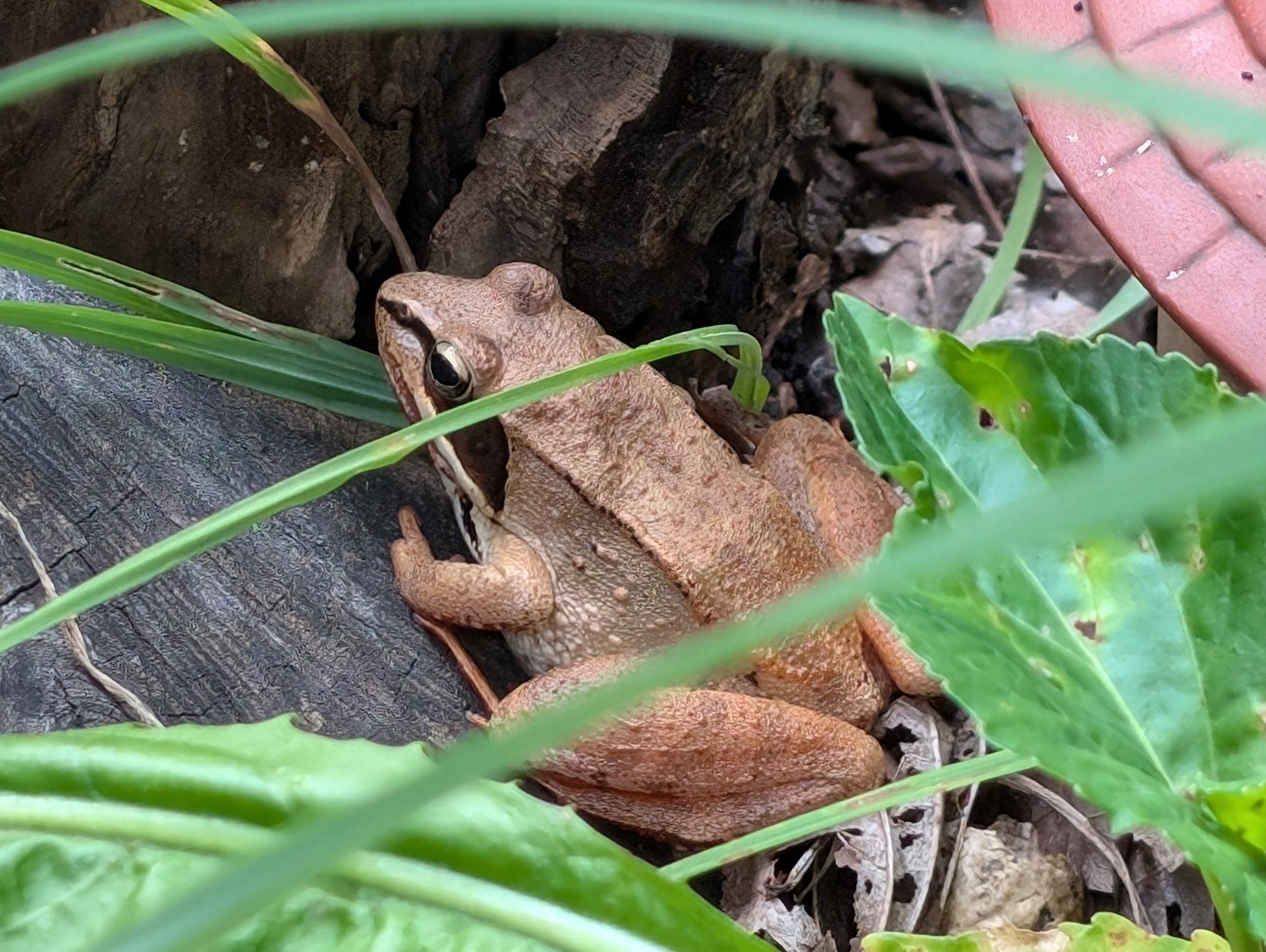 A small brown wood frog resting among green leaves and tree bark near the ground