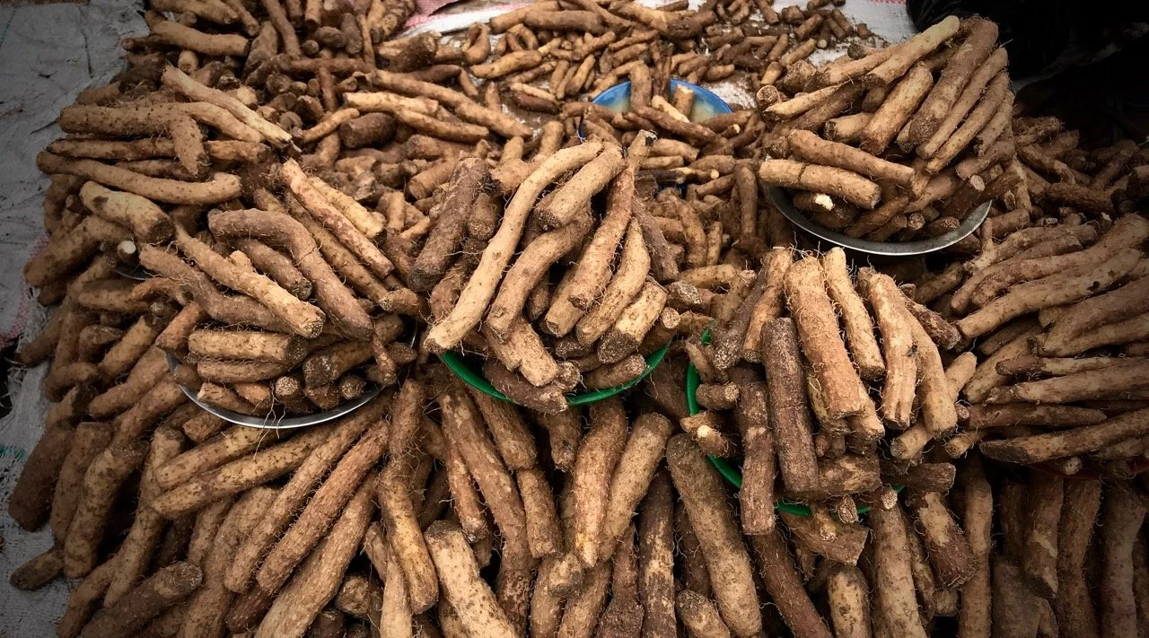 Lusala - a Wild Root That Makes a Killer Vichyssoise
