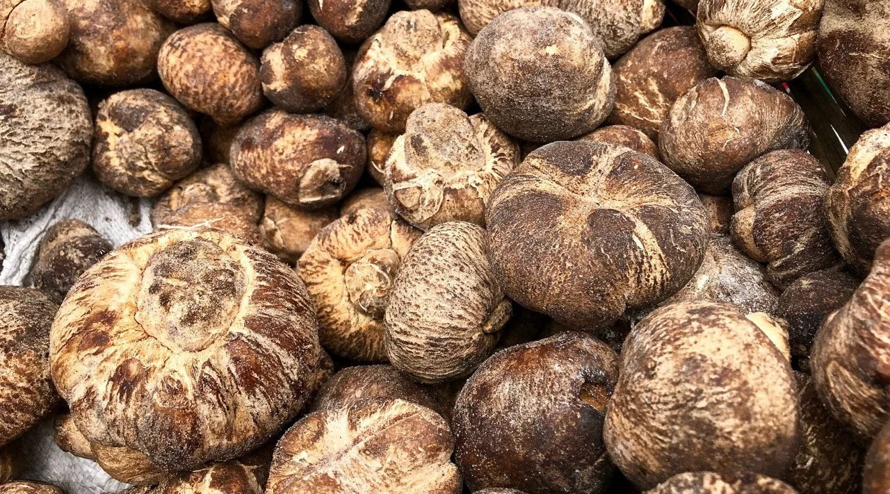Mushrooms of Mongu (including Kalahari Truffles)