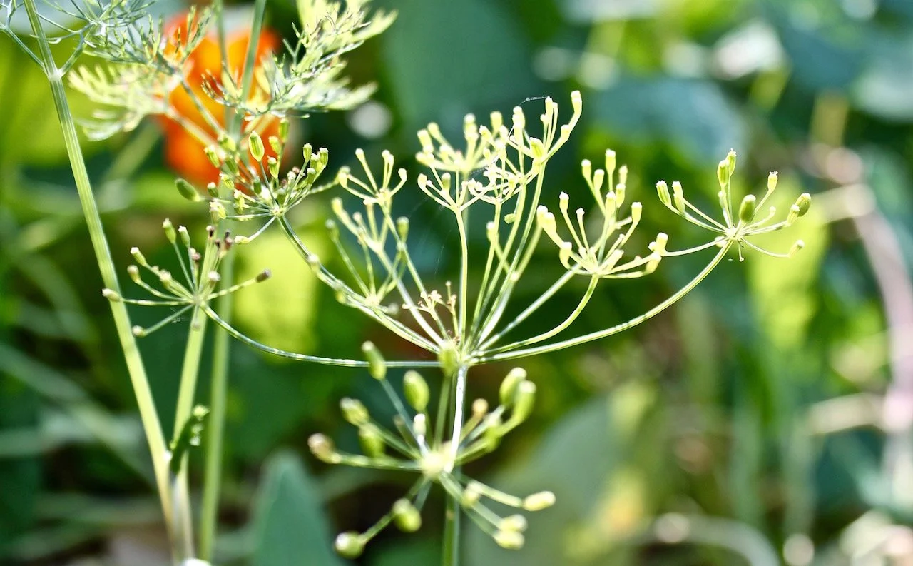 A Wet Seed Wild in the Hot Blind Earth