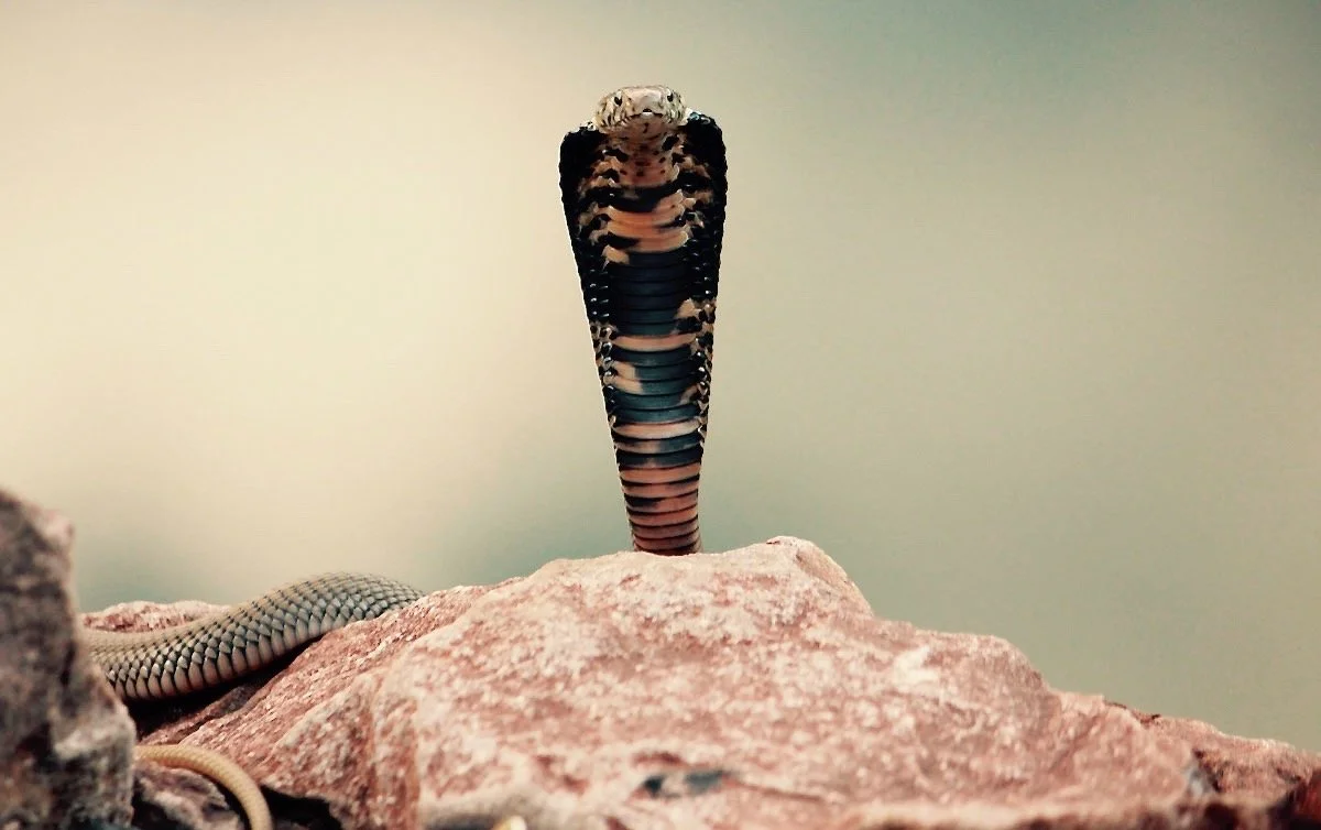 A Snake came to my Water Trough