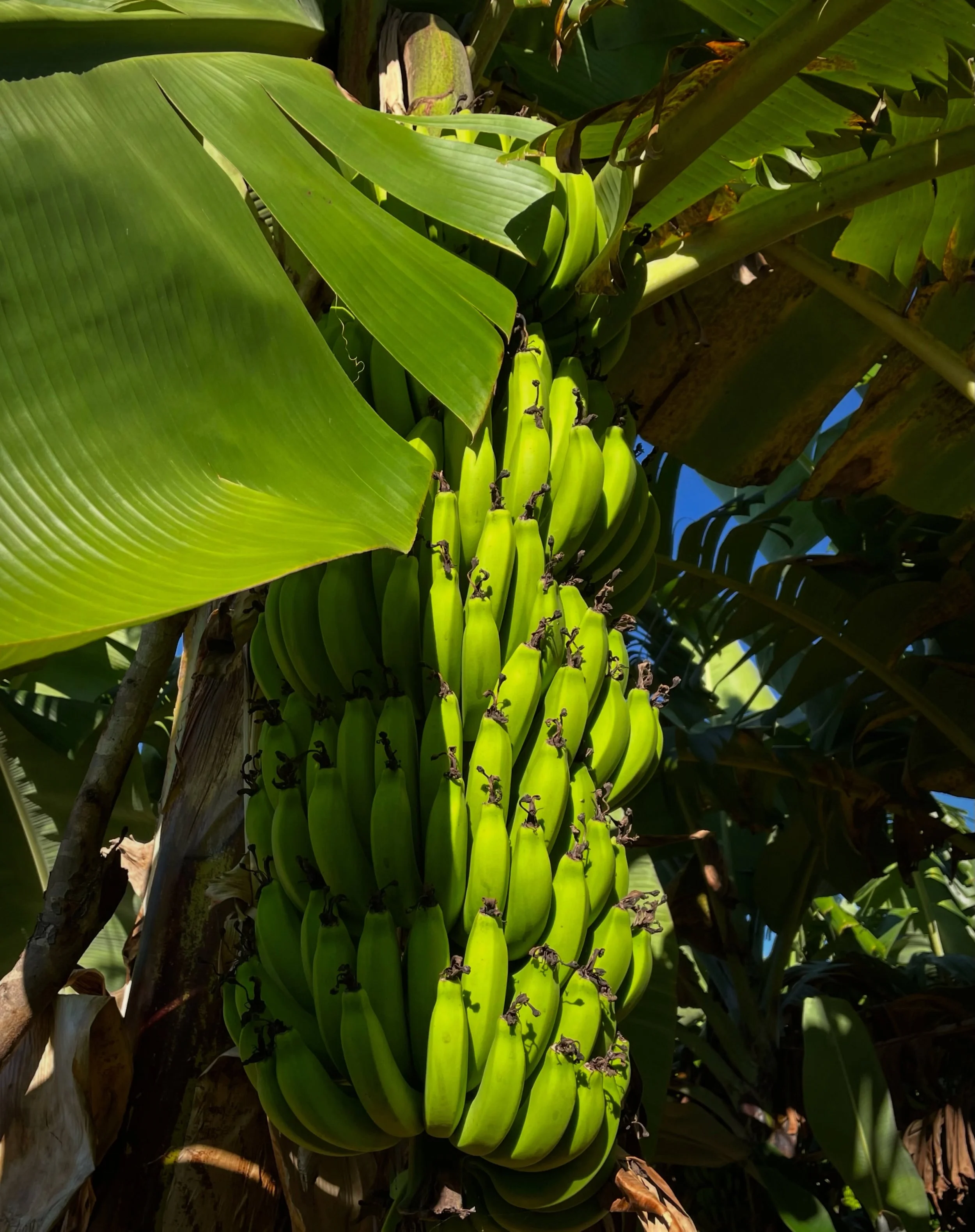 Our banana crop is burgeoning! 🍌I can&rsquo;t remember seeing so many beautiful bunches before on my early morning walks &hellip; it&rsquo;s a sight to behold! ✨

#bananafarming 
#zambezivalley 
#farmlife