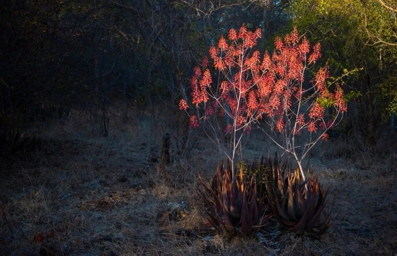The aloes are flowering in the upper Zambezi Valley, ensuring the sunbirds and the stingless bees are sated while little else blooms in our dry, chilly winter. I have a mandala of aloes right outside my office window and I am reminded of its renown f