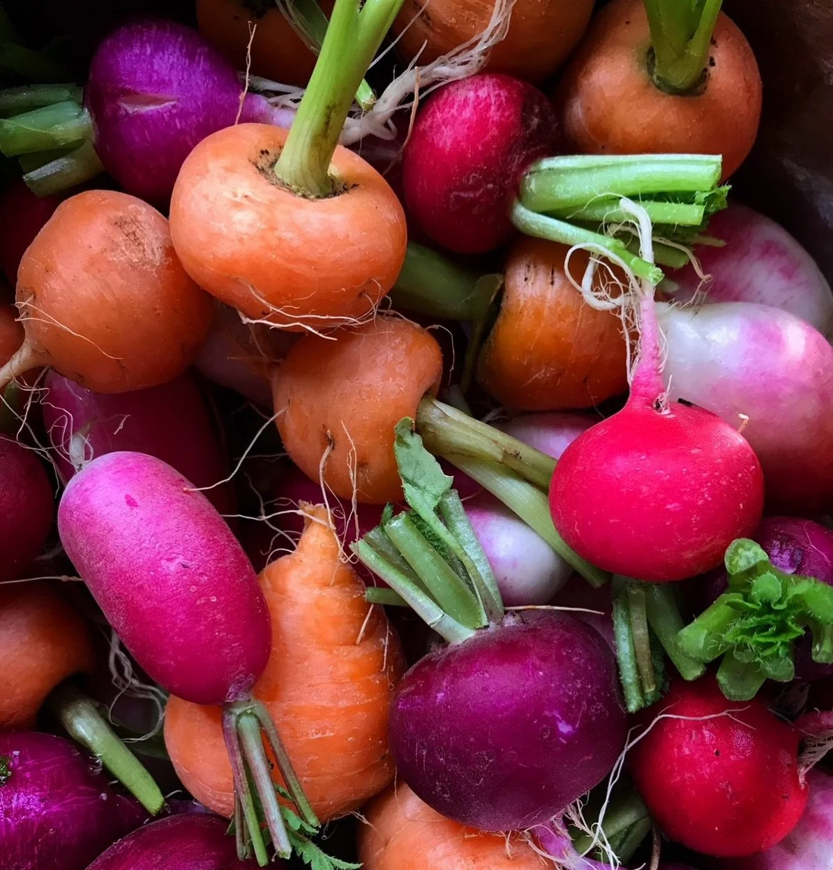 A rainbow of goodness! 🌈 How I love this time of year in my garden &hellip; 🙏

#organicroots 
#organicradishes 
#organiccarrots 
#regenerativegardening 
#organicgardening