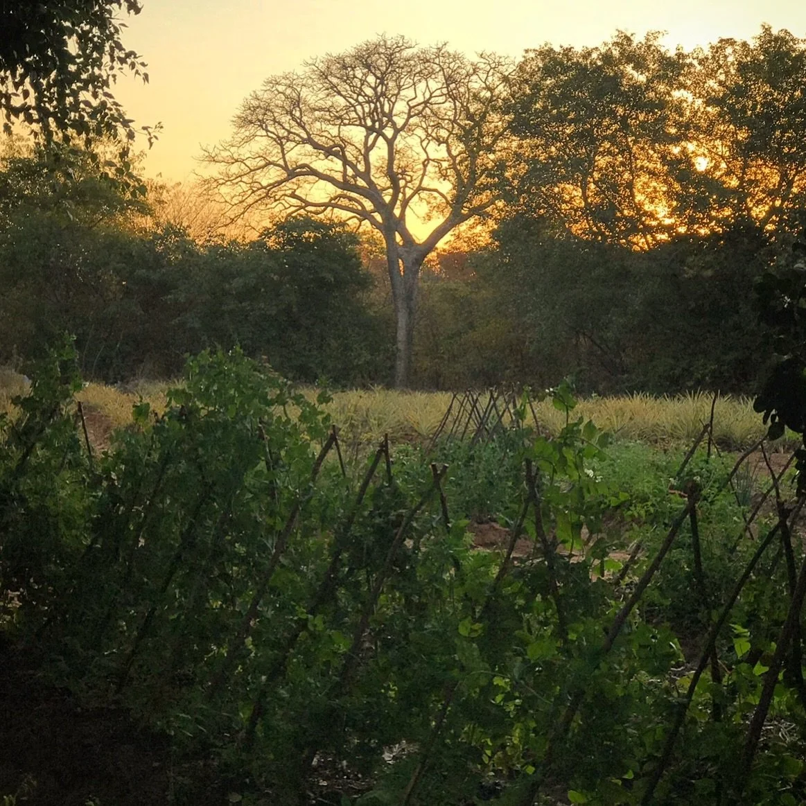 Mid-winter in the upper Zambezi Valley. 🧡 It&rsquo;s a golden time of year &hellip; in the bush, on the farm, and in my garden. ✨

#midwinter 
#zambezivalley 
#organicgarden 
#inthebush