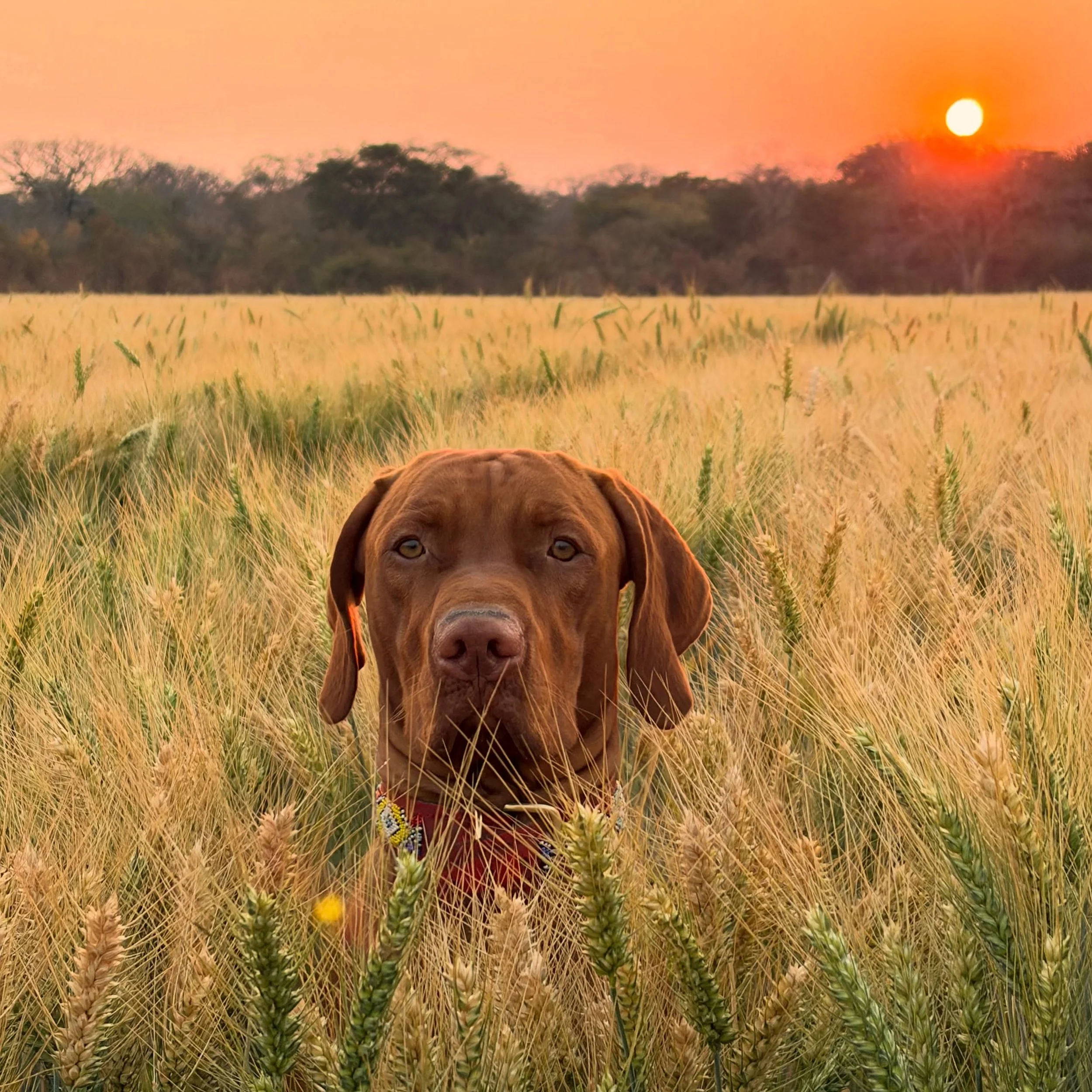 Over the weekend Miklos turned one! 🥳 He is named after Miki the Human, a lifelong friend who as a young adult was quite unruly and exuberant, but always so kind, so decent and SO much fun. 😁 Miki the Vizsla is following in his namesake&rsquo;s foo