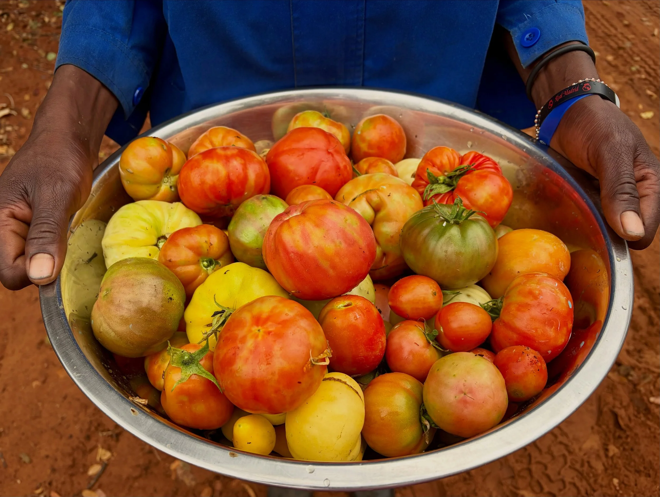 This morning&rsquo;s heirloom haul. 🍅 My tomato obsession is sated (momentarily) &hellip; 🙏

#organictomatoes 
#heirloomtomatoes 
#homegrownfood 
#inthebush