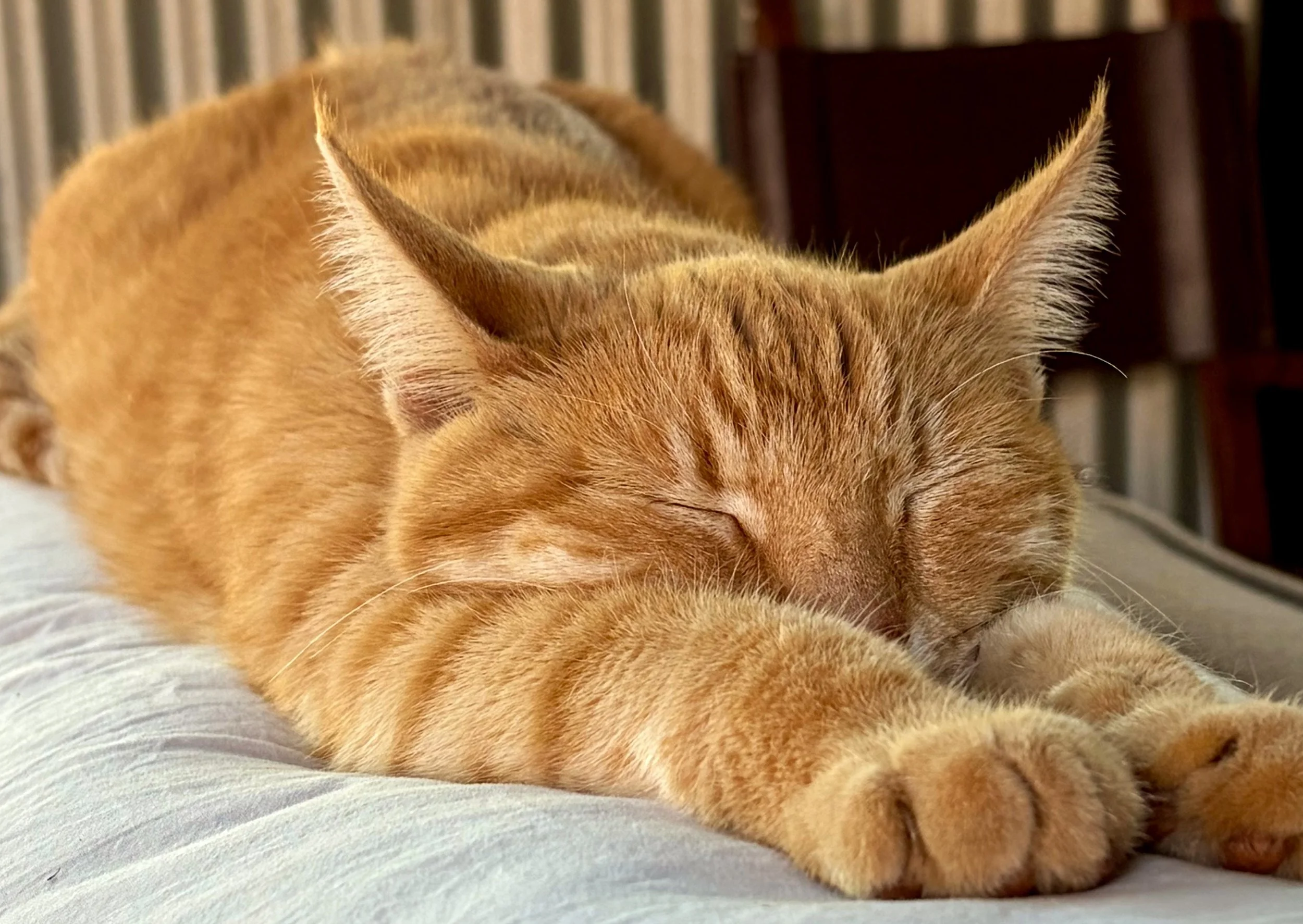 Can you hear Jimmy Choo? 🐈 Gingers, I have read, are nearly always boys and often verbose &hellip; lots of loud meowing and lots of noisy purring.
Jimmy is missing his best friend, Skinny, so has invited me to chew the fat with him instead (in betwe