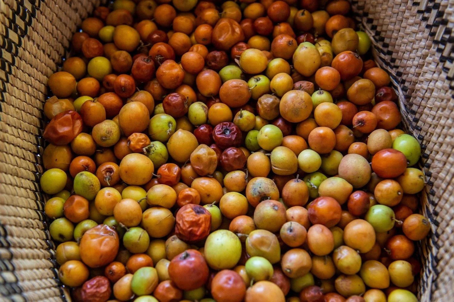 Savannabel Bush Gourmet - Fresh masawa