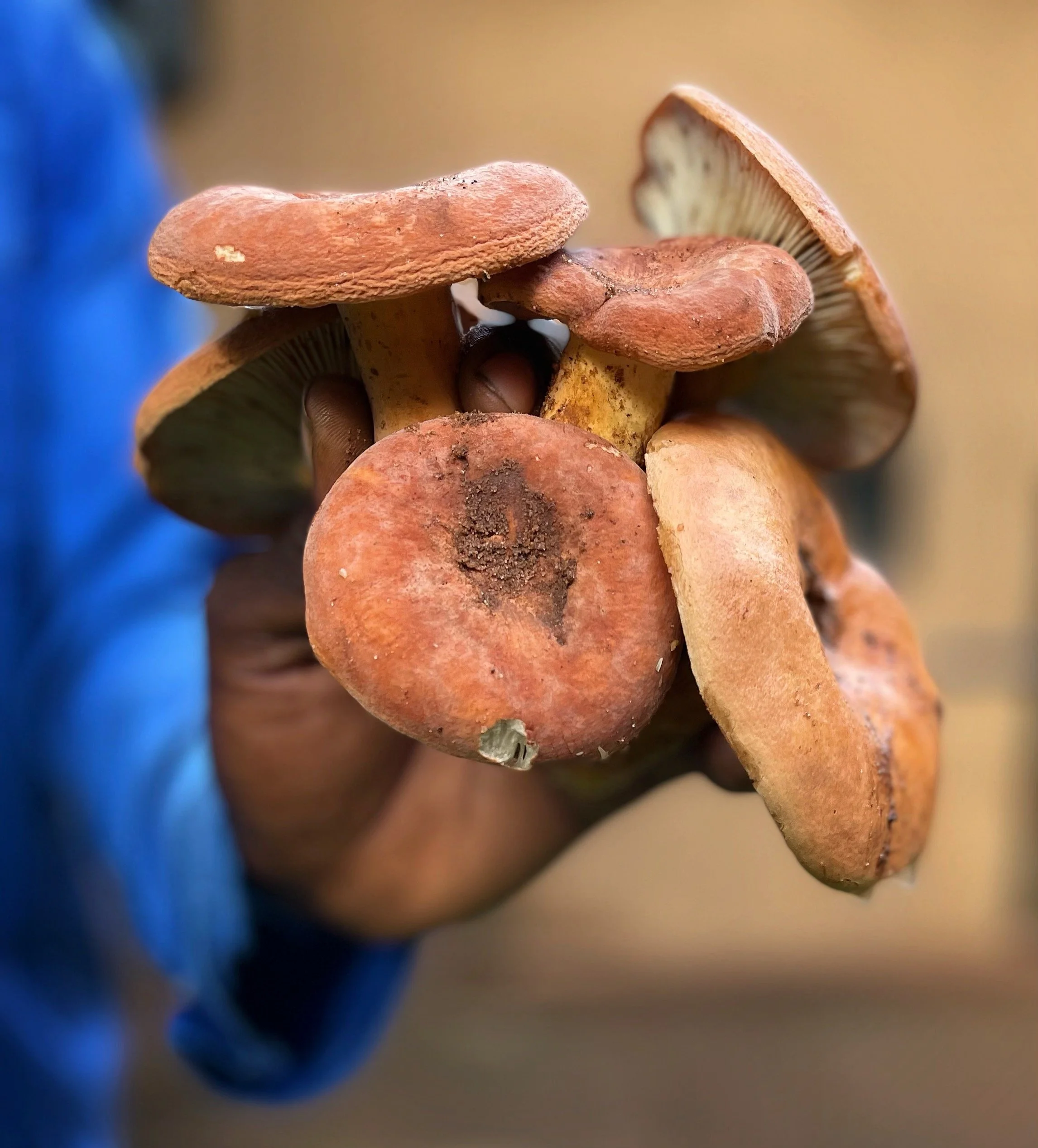 Close-up of several mushrooms with reddish-brown caps, showing gills underneath, and some dirt on the caps.