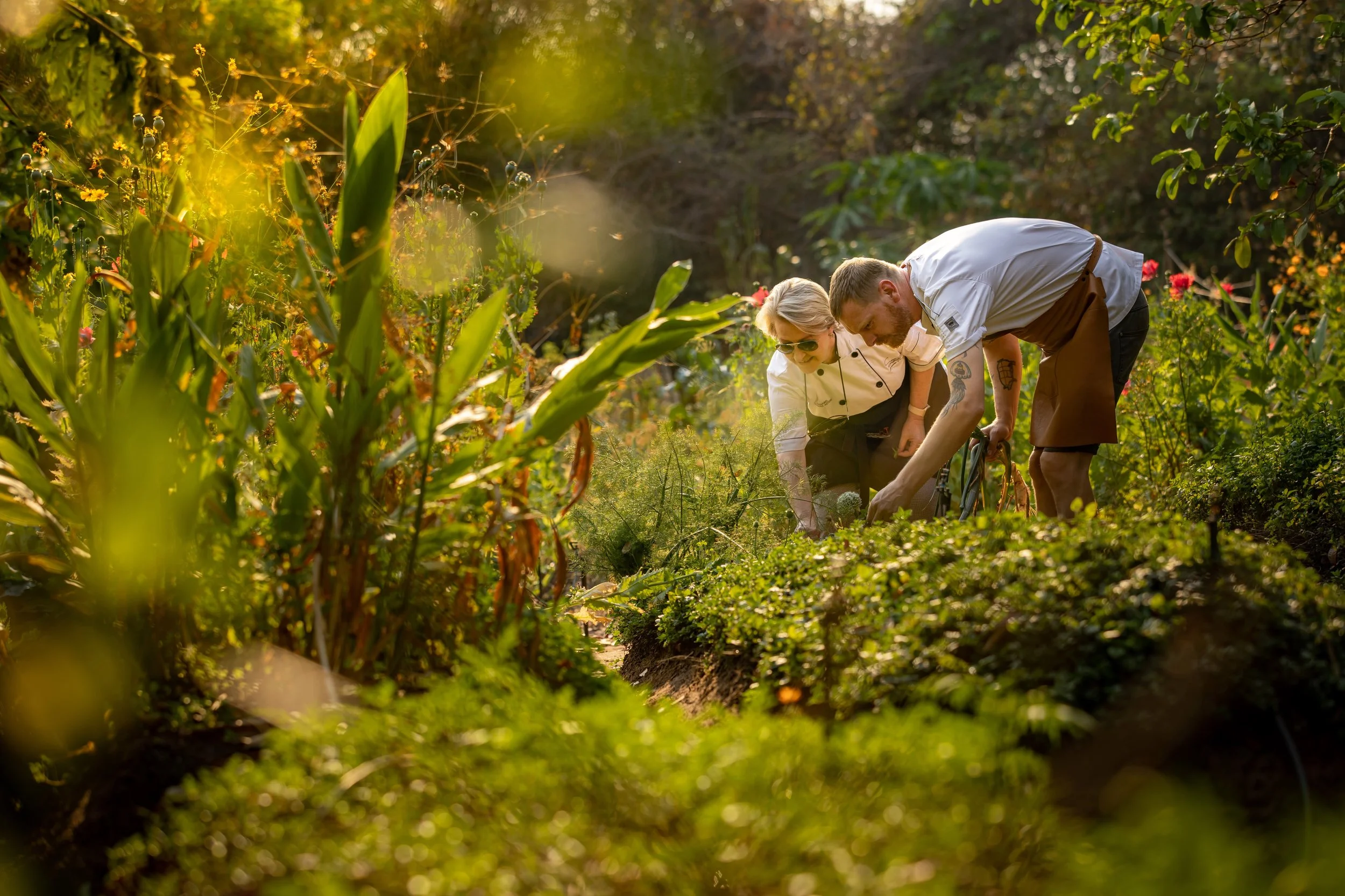 Two chefs working outdoors in a garden, planting or harvesting vegetables in warm sunlight.