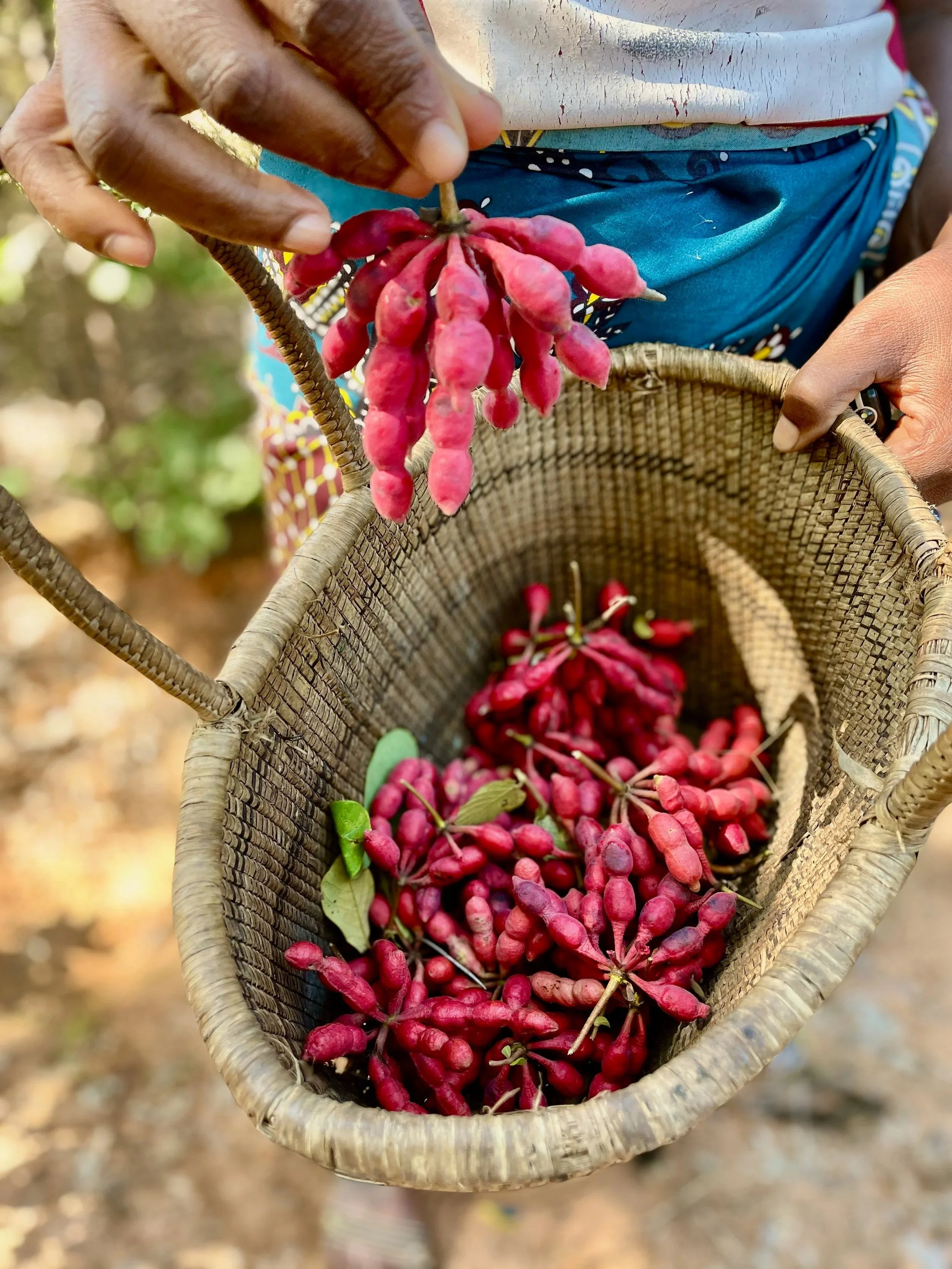 A person holding a bunch of red berries with a woven basket filled with more berries.