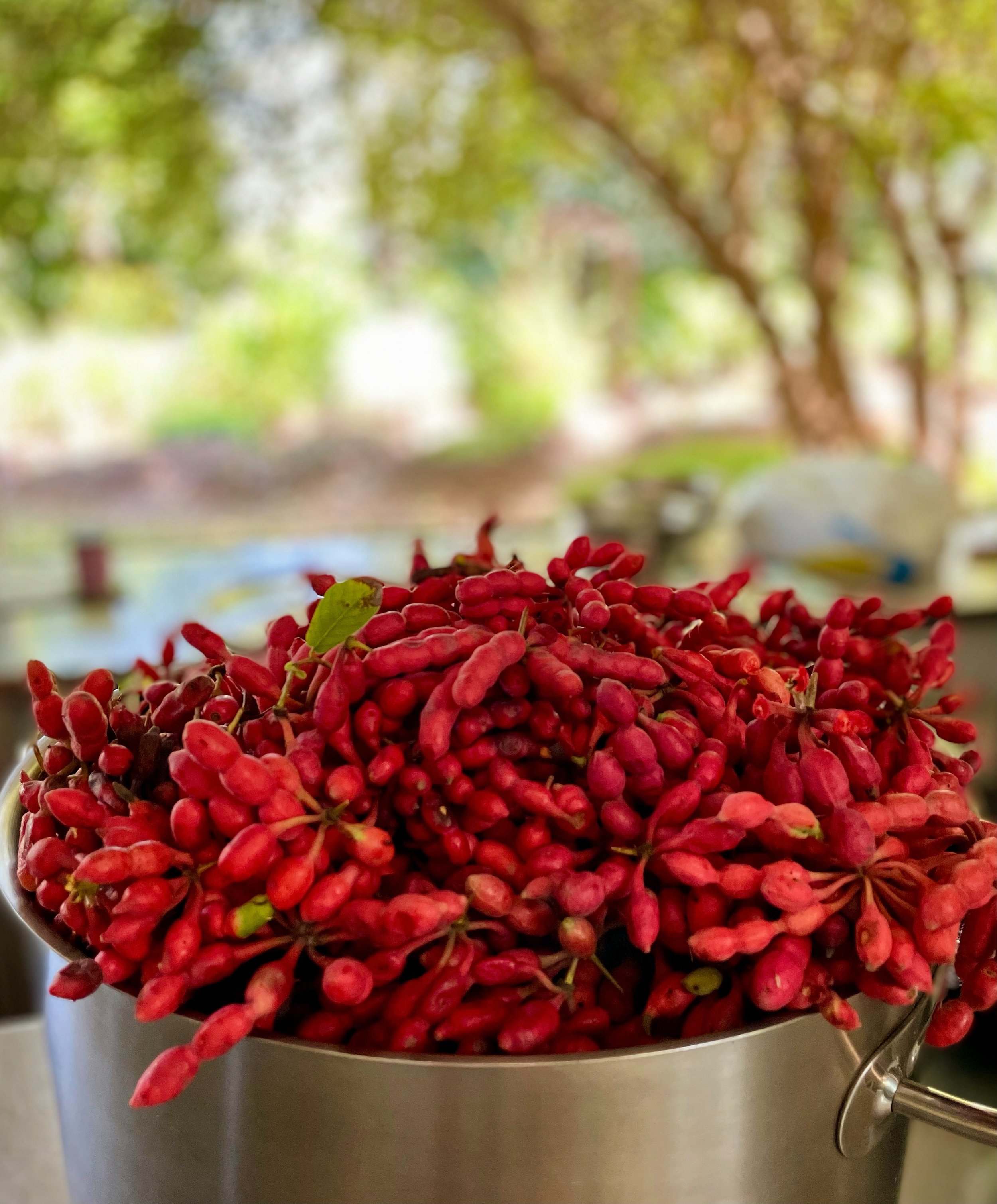 Savannabel Bush Gourmet - Muchingachinga, colloquially known as ‘Monkey Fingers’