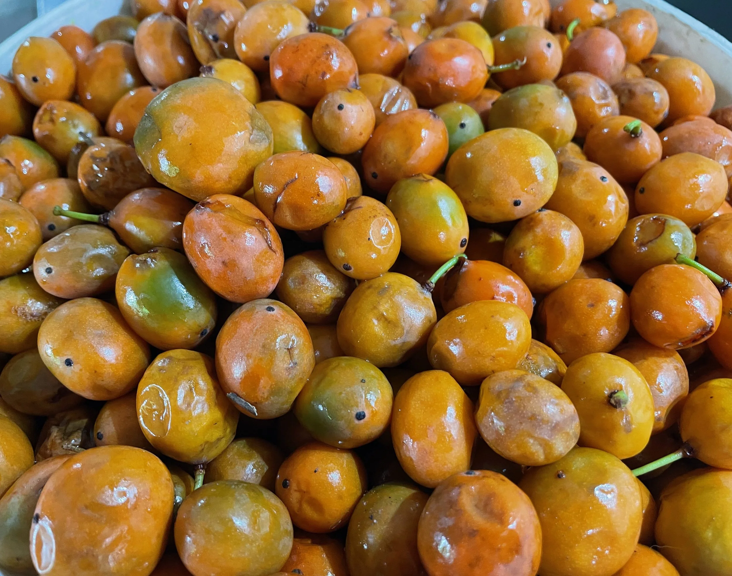 Mukanonga (African Mangosteen)