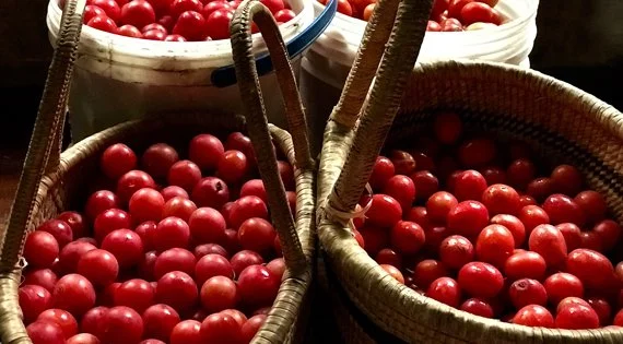 Savannabel Bush Gourmet - foraged fresh mungomba