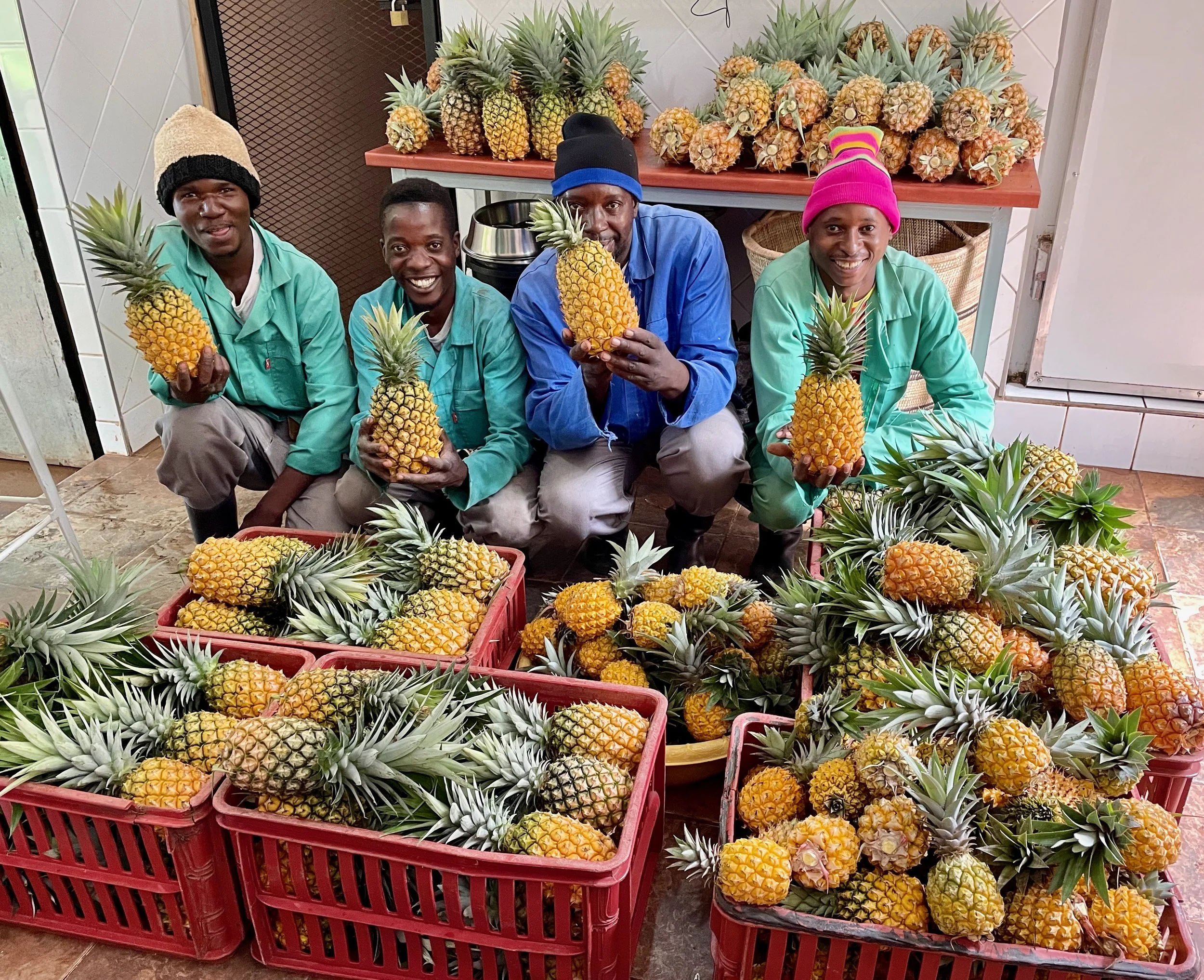 Four men sitting on the floor among baskets filled with fresh pineapples in a market or farm setting.