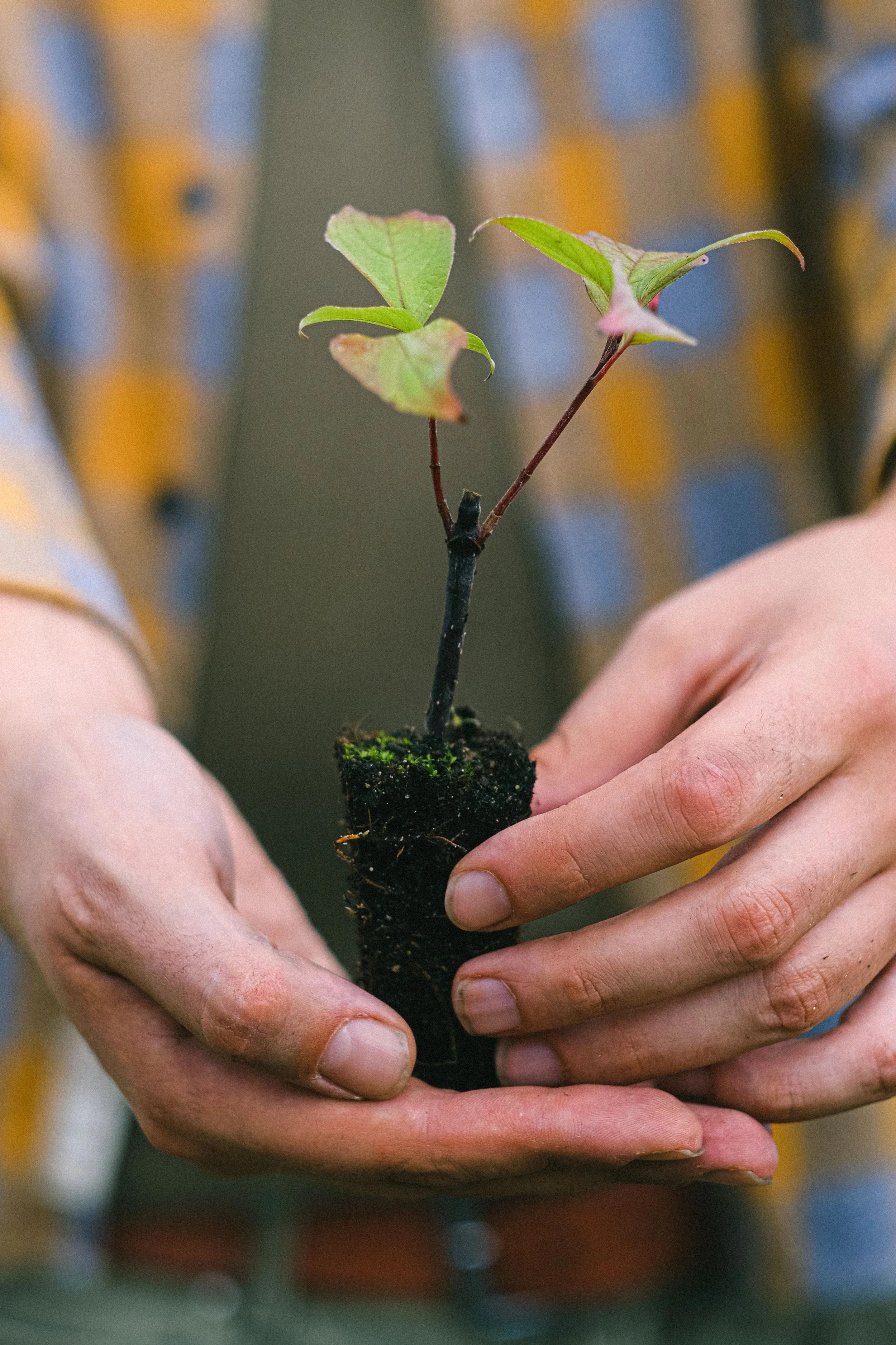 Close-up of a person holding a small plant with three leaves in soil.