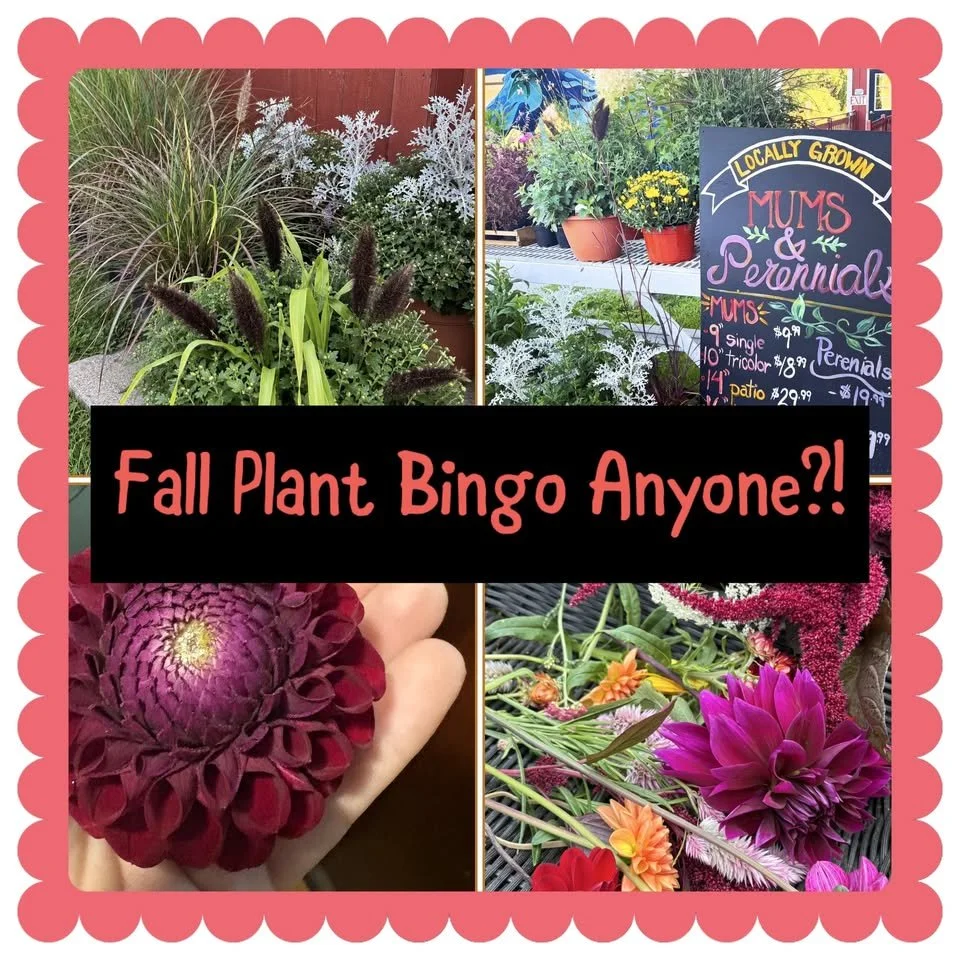 Fall Plant Bingo at The Apple Barn