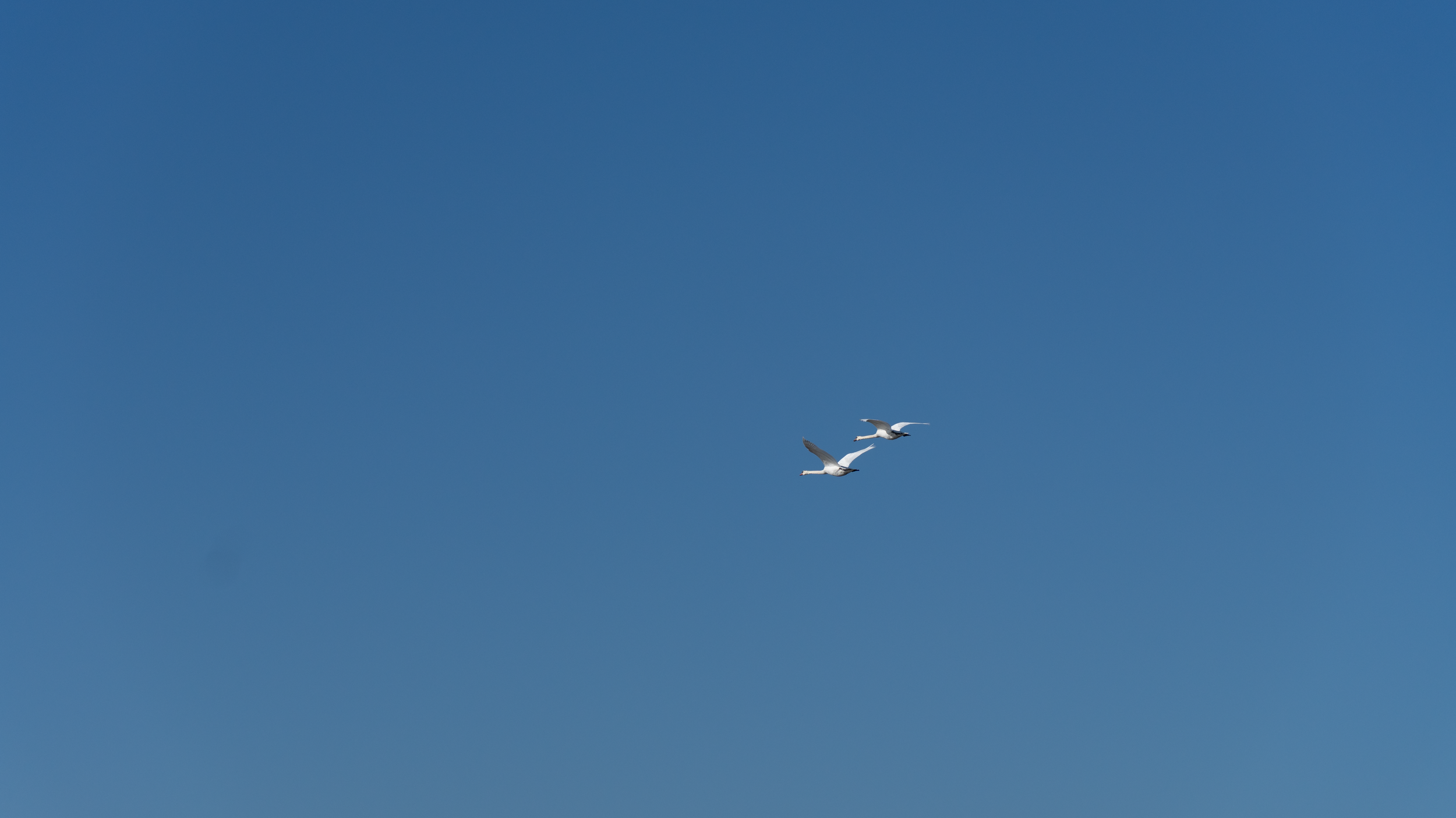DSC00390.png