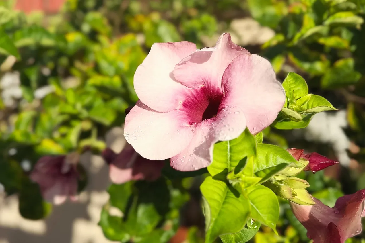 Allamanda Cathartica