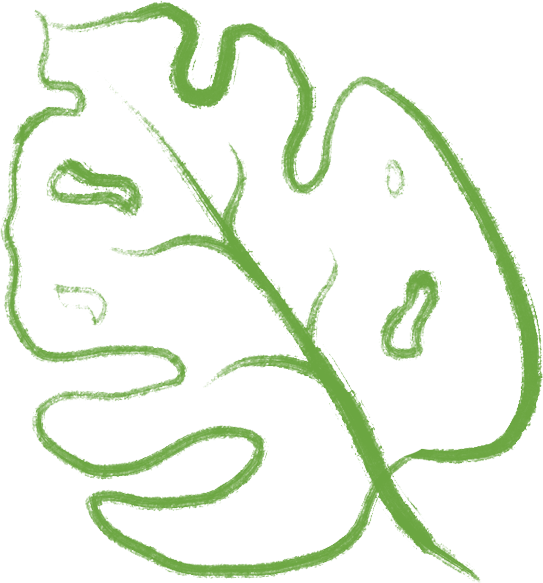 monstera.png