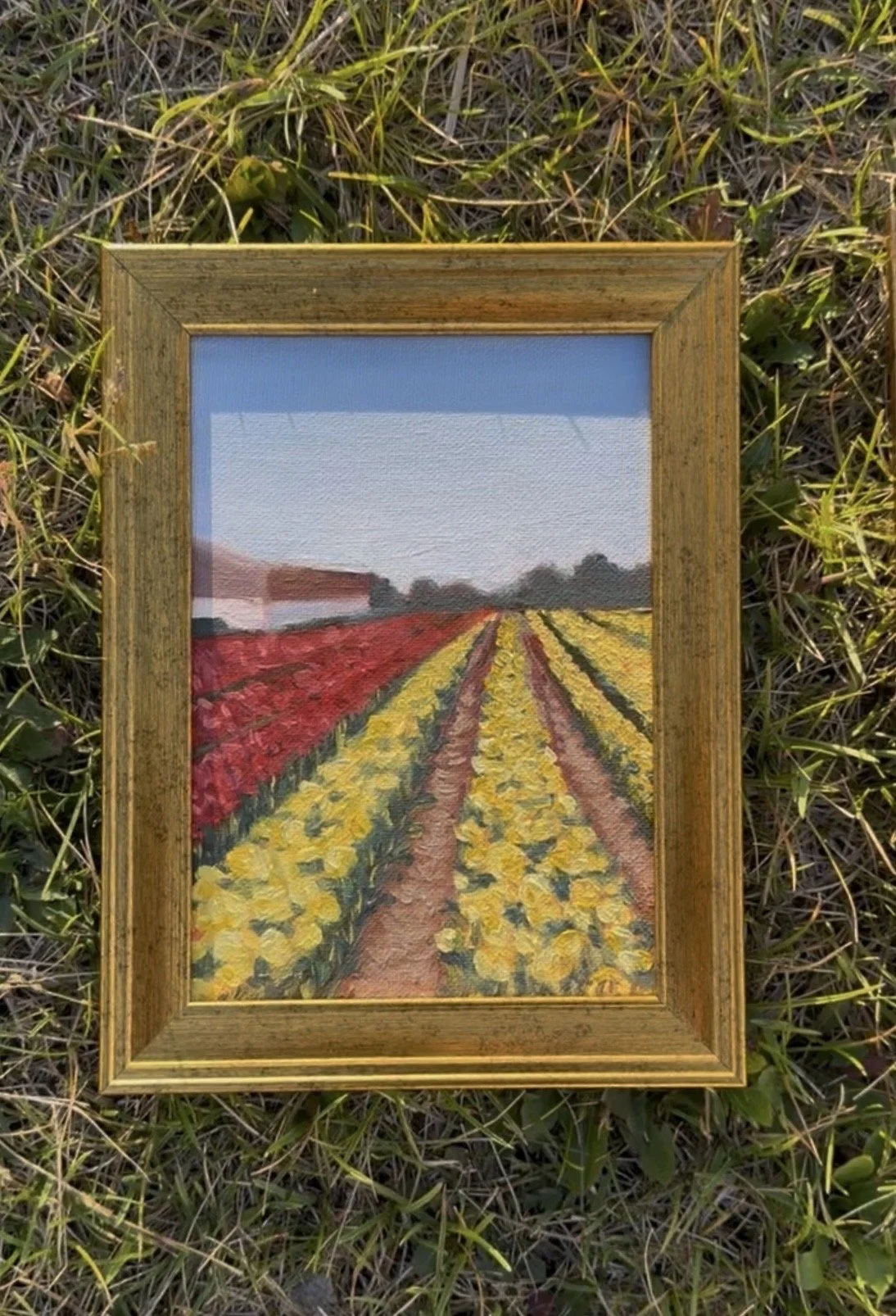 Original "Holland Tulip Field"