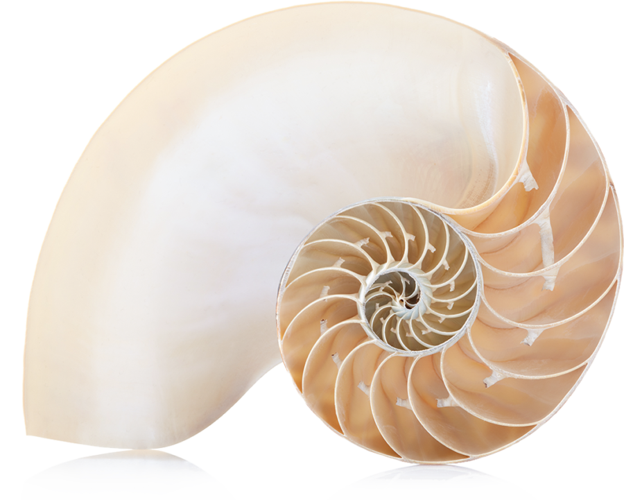 Close-up of a seashell cut in half showing the spiral internal structure.