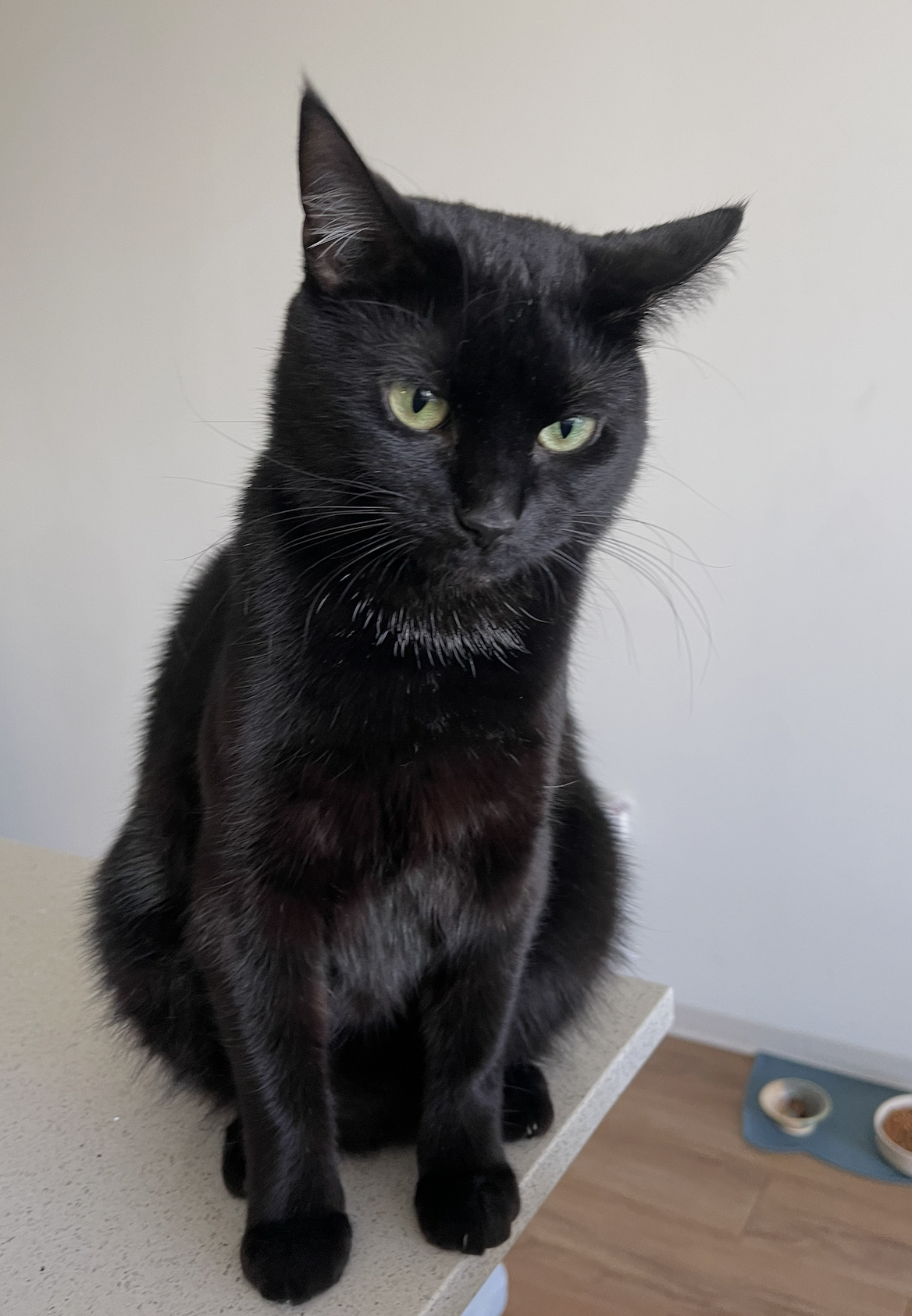 A black cat with green eyes sitting on a beige countertop near a white wall and a brown wood floor.
