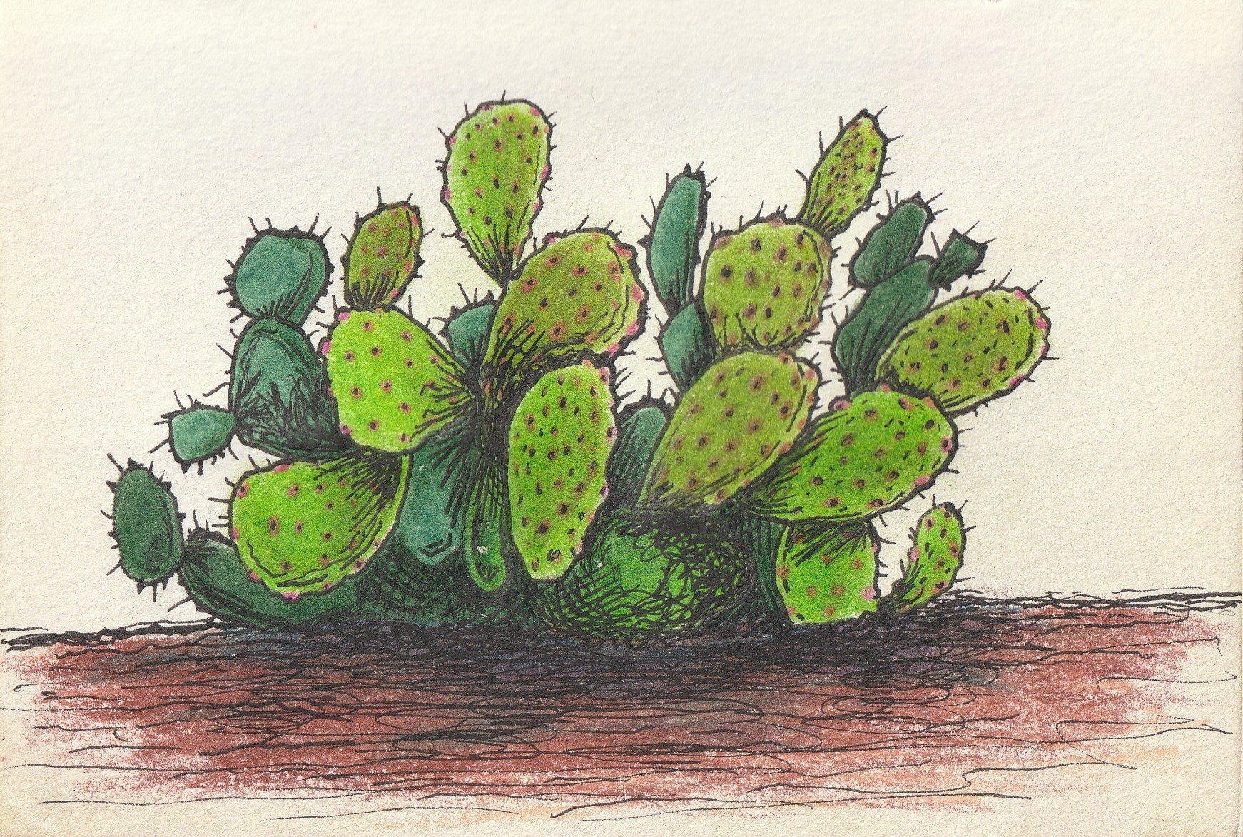 Prickly Pear- Study