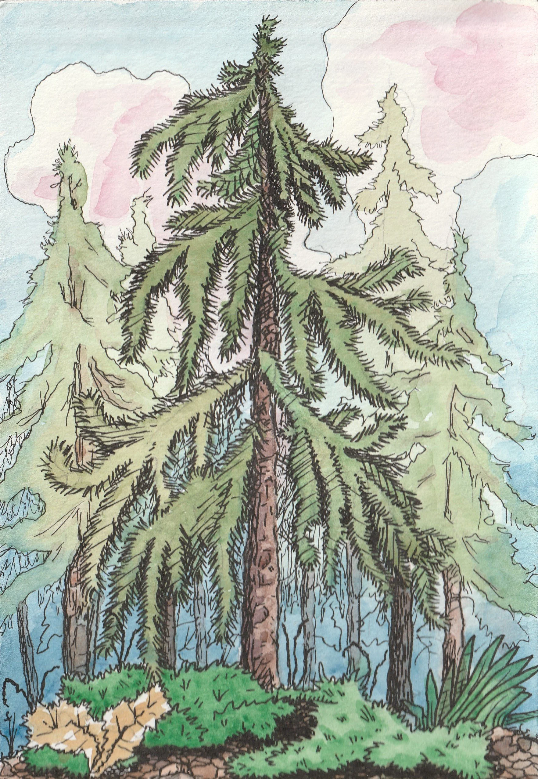Evergreens- Study
