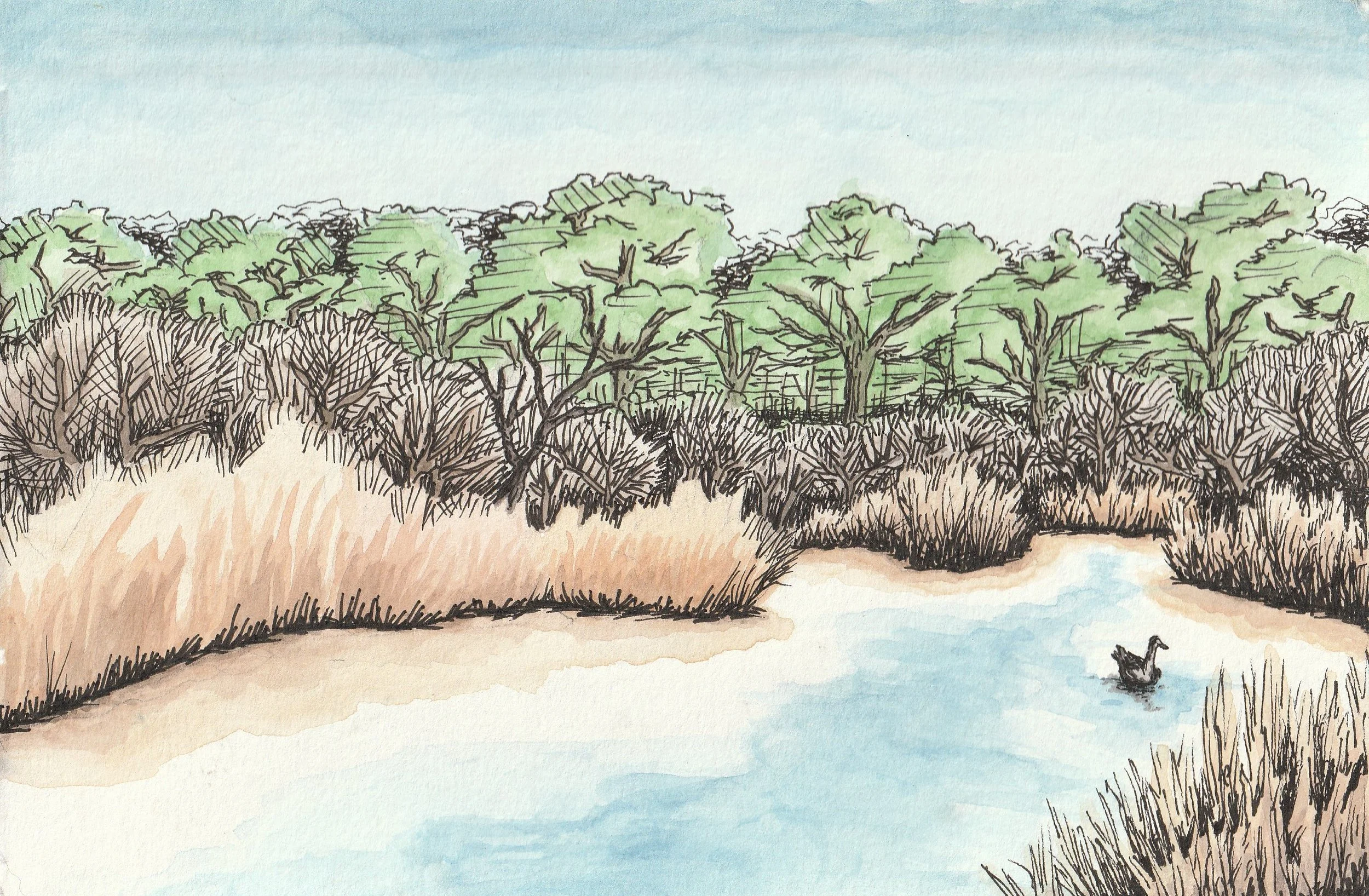 Bosque Pond- Study