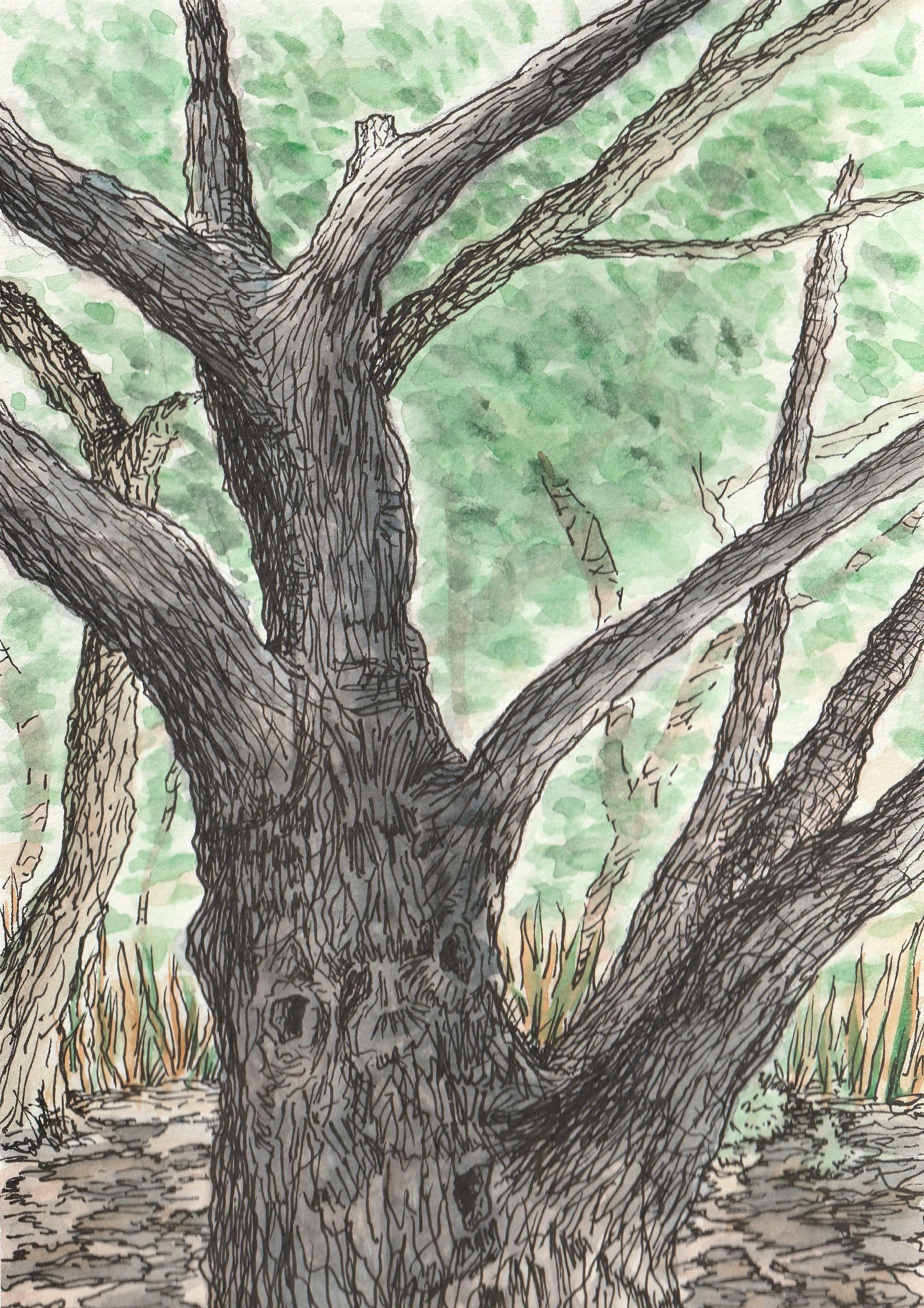 Bosque- Study