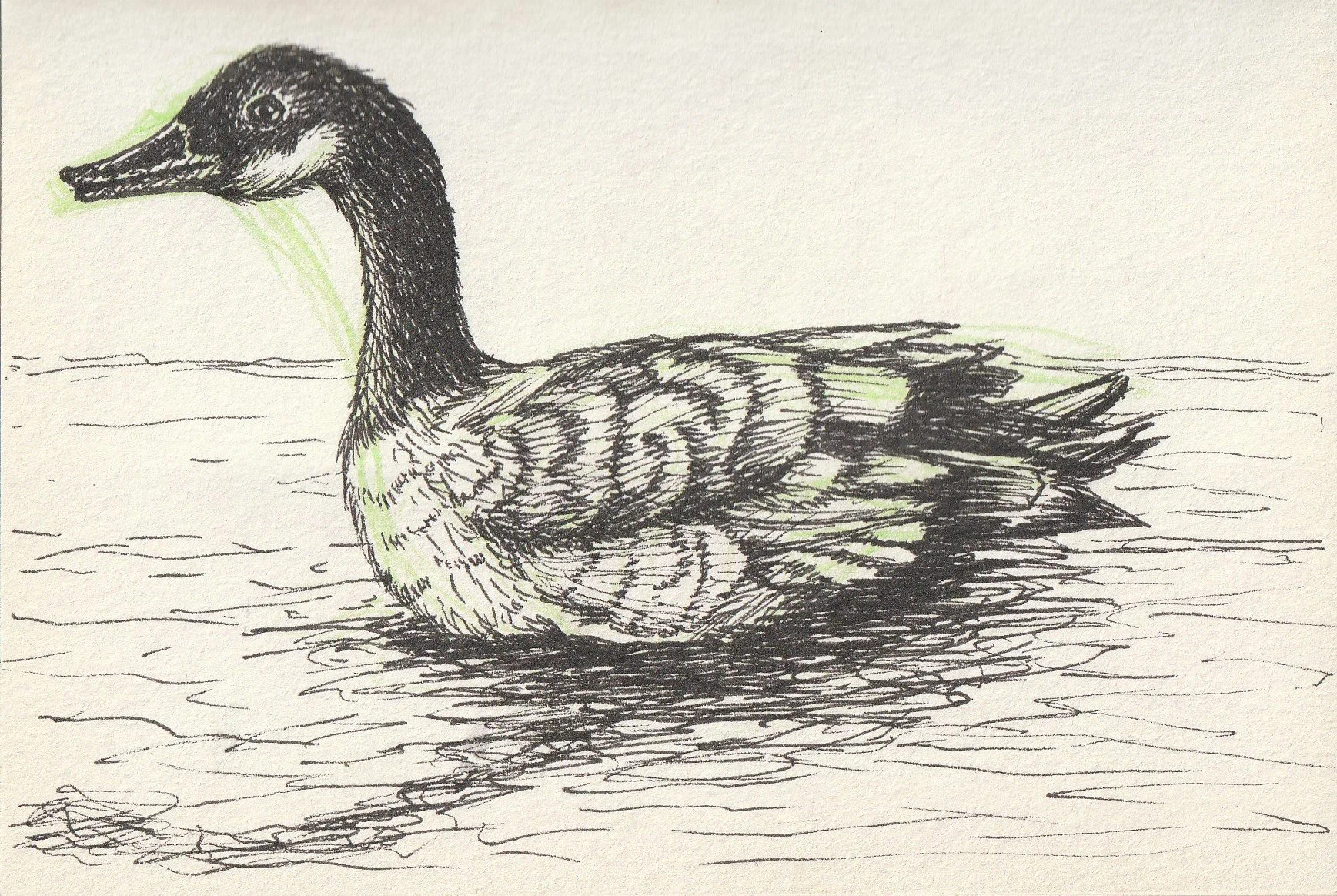 Goose- Study