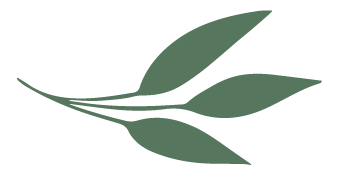 Simplified illustration of a plant branch with five elongated leaves
