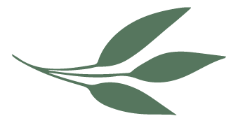 Simple illustration of a branch with five elongated leaves