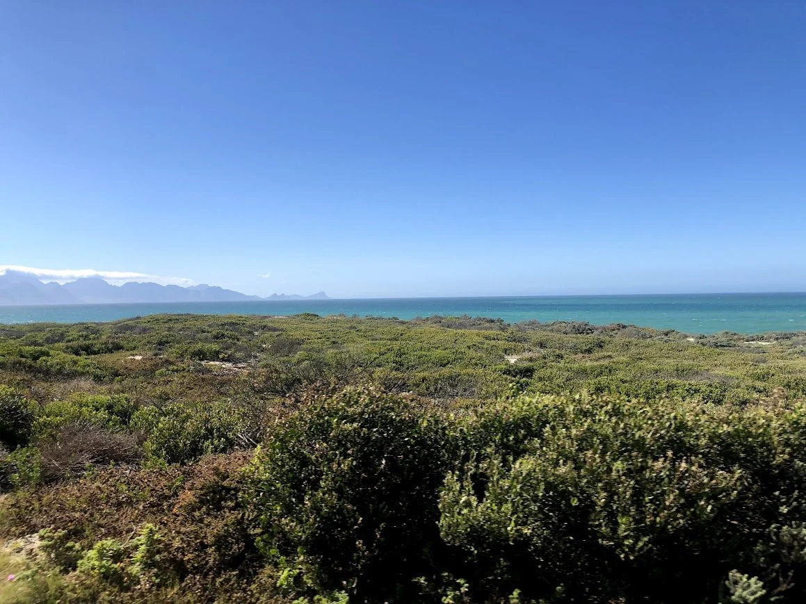 A landscape view of dense green shrubbery leading to the ocean, with blue sky above and distant mountains on the horizon.