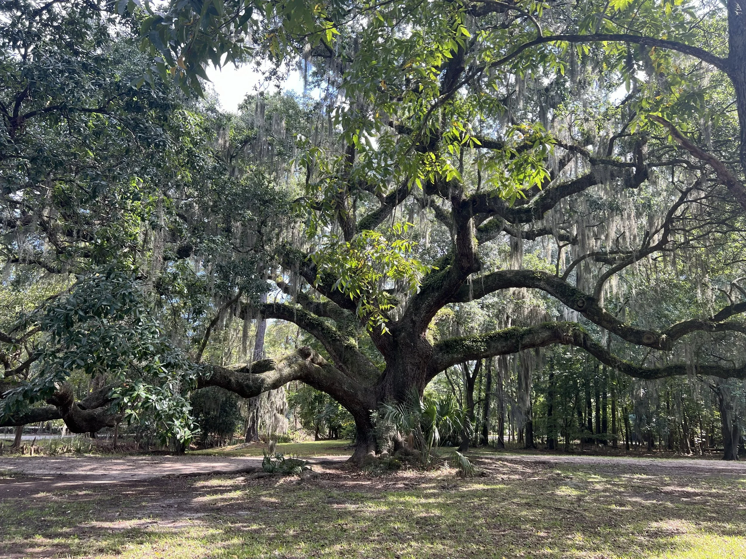 Large tree with sprawling branches and hanging moss in a park or forest setting, with sunlight filtering through the leaves.