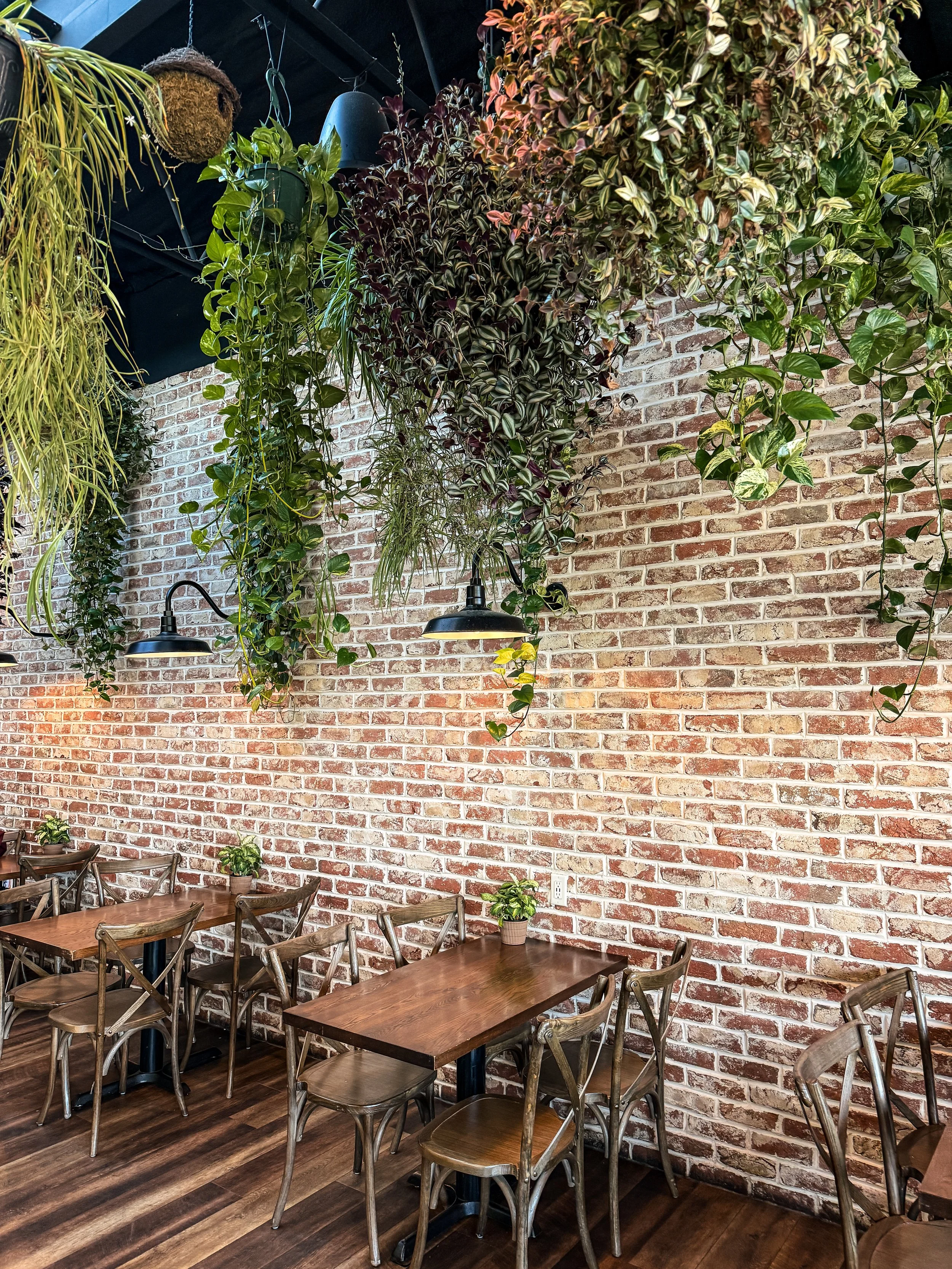 Interior of a restaurant or cafe with a brick wall decorated with hanging plants and small potted plants on tables, with black metal hanging lights