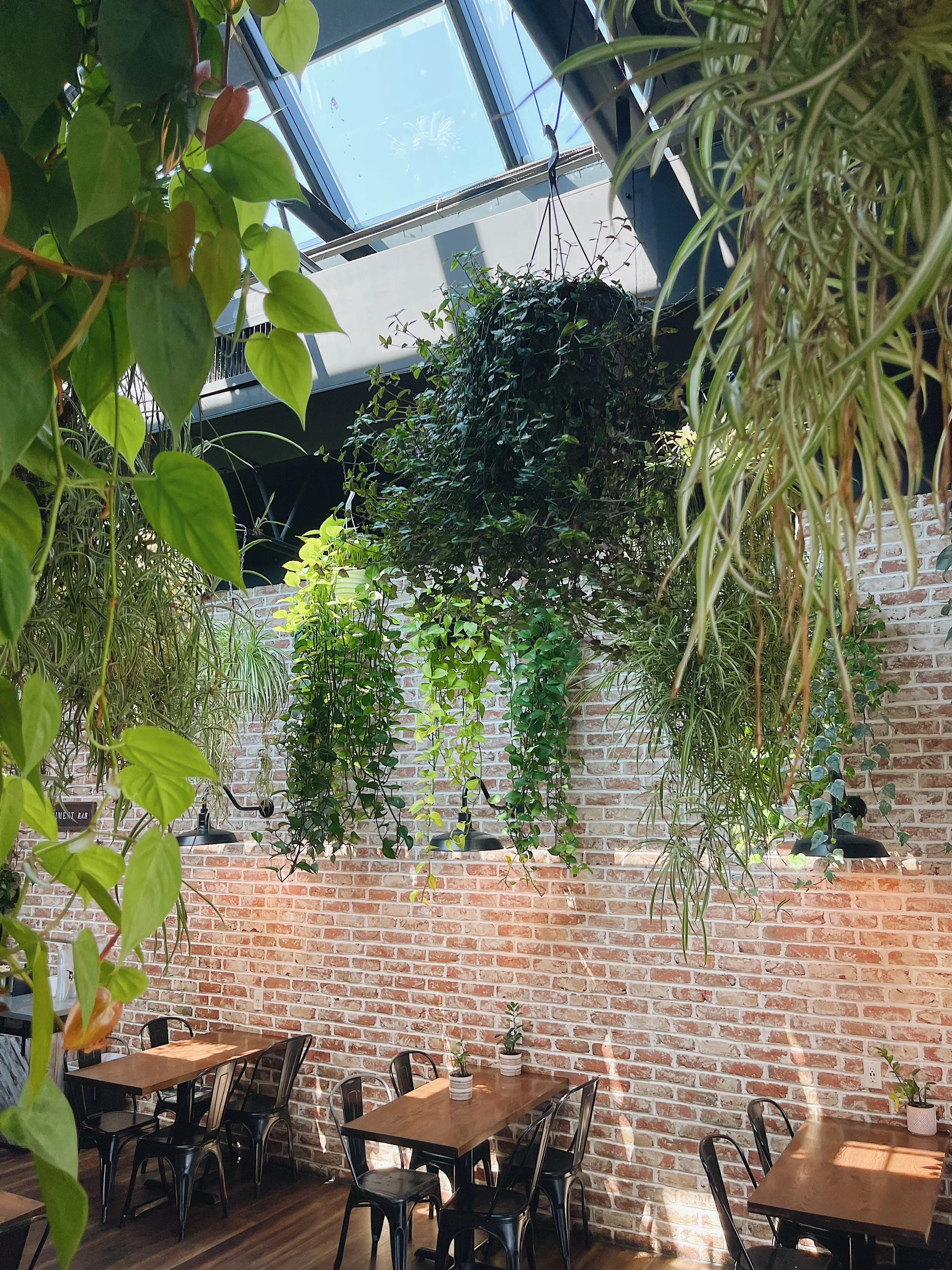 Indoor seating area with wooden tables and black chairs, decorated with small potted plants, against a exposed brick wall, with lush green plants hanging from the ceiling and a large skylight letting in sunlight.